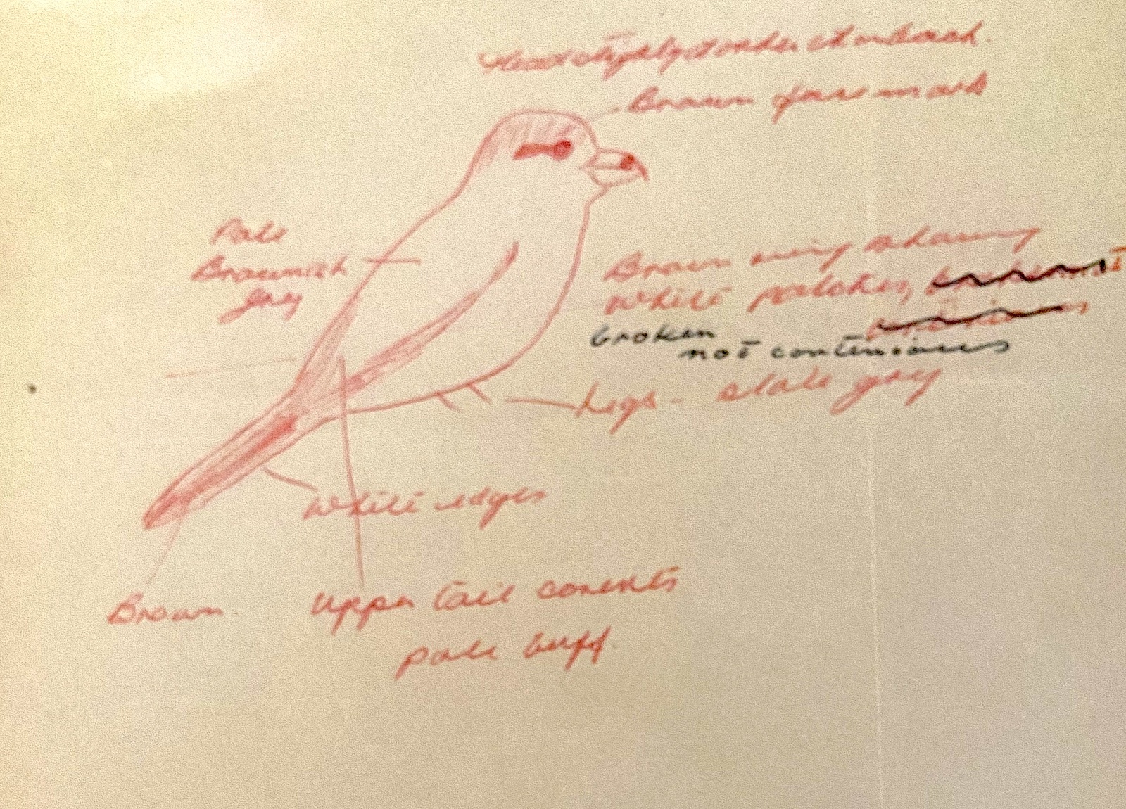 LesserGreyShrike 111060 GibPoint NJPWadley