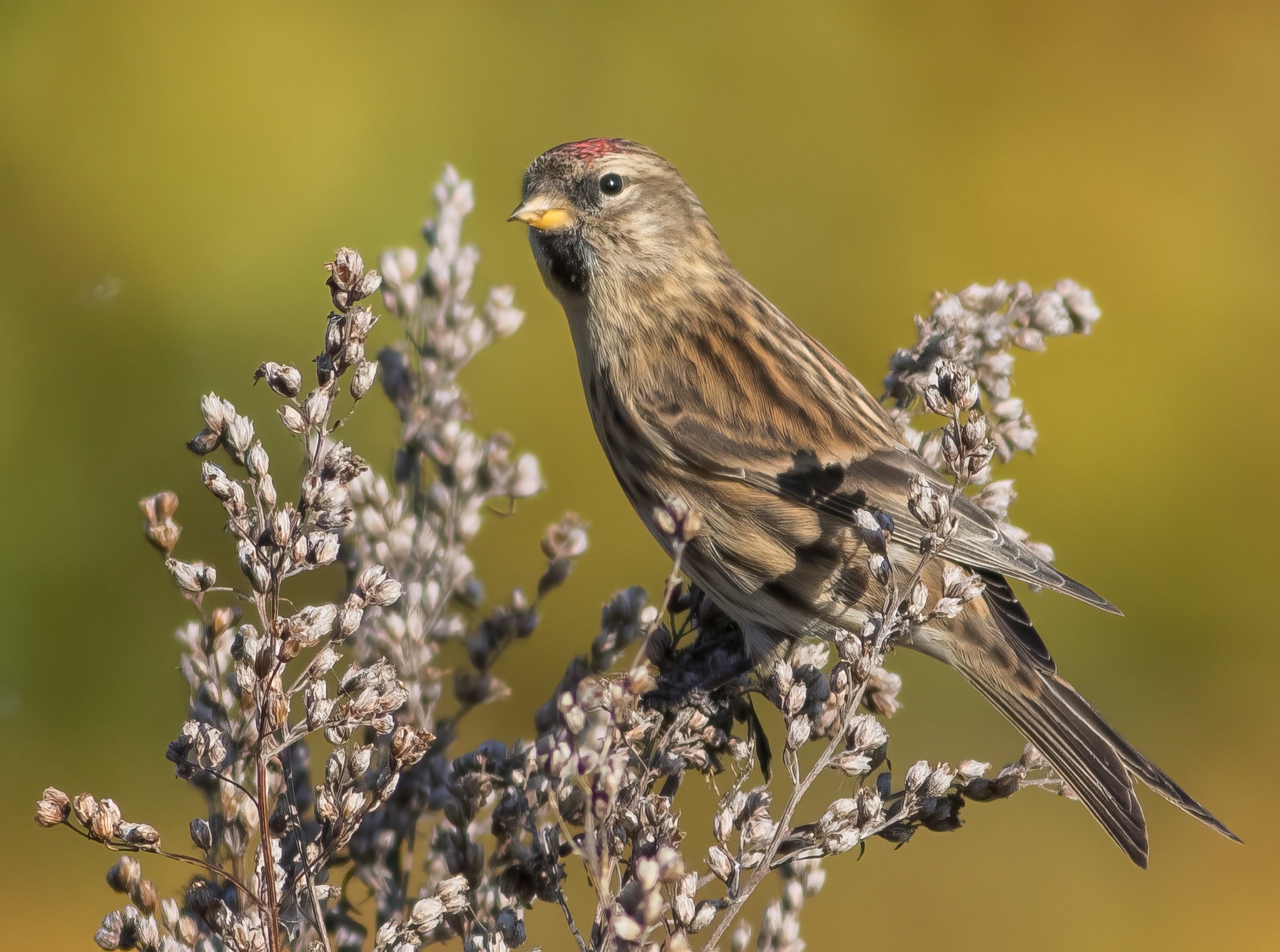 LesserRedpoll 061117 MarstonSTW SNesbitt topaz enhance