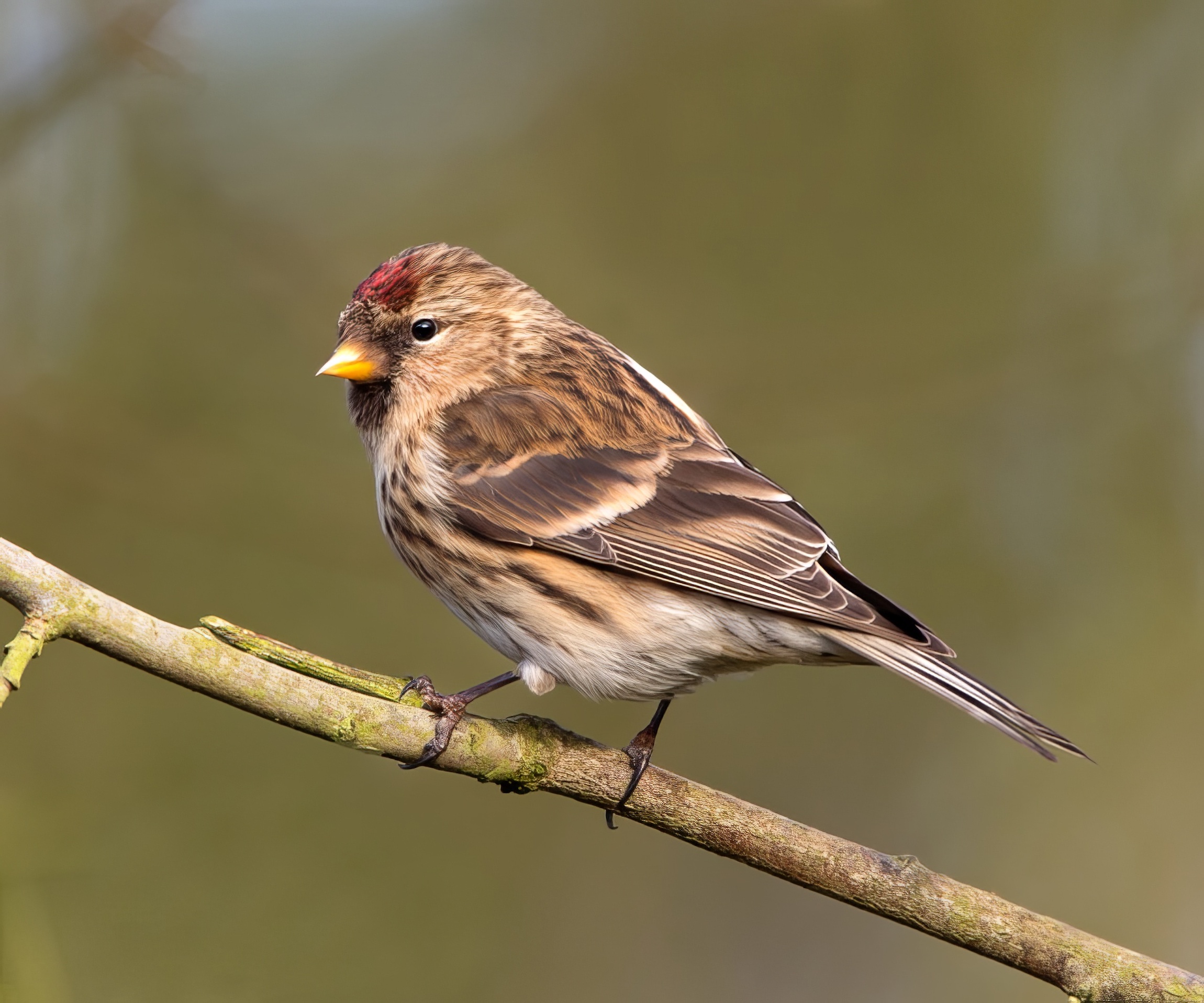 LesserRedpoll 090213 ChambersFmWood RTelfer topaz enhance