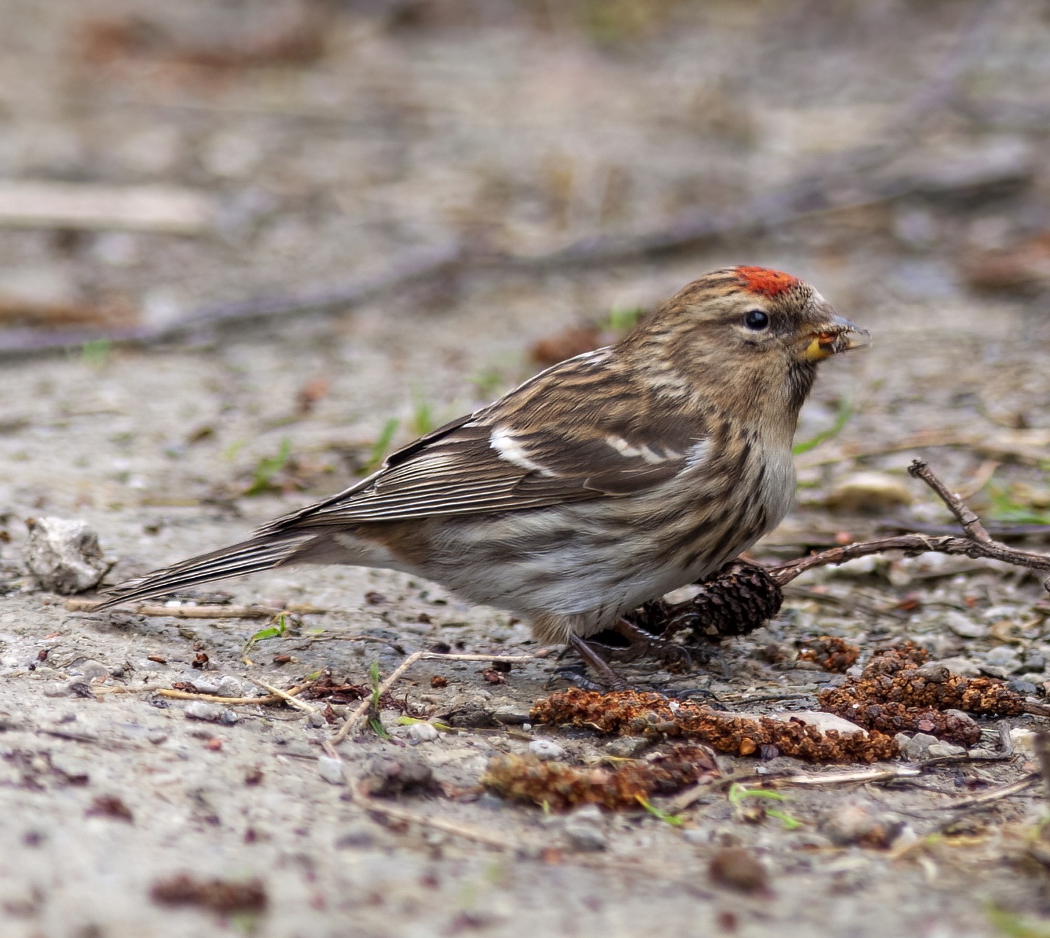 LesserRedpoll March2006 BartonPits GPCatley topaz denoise