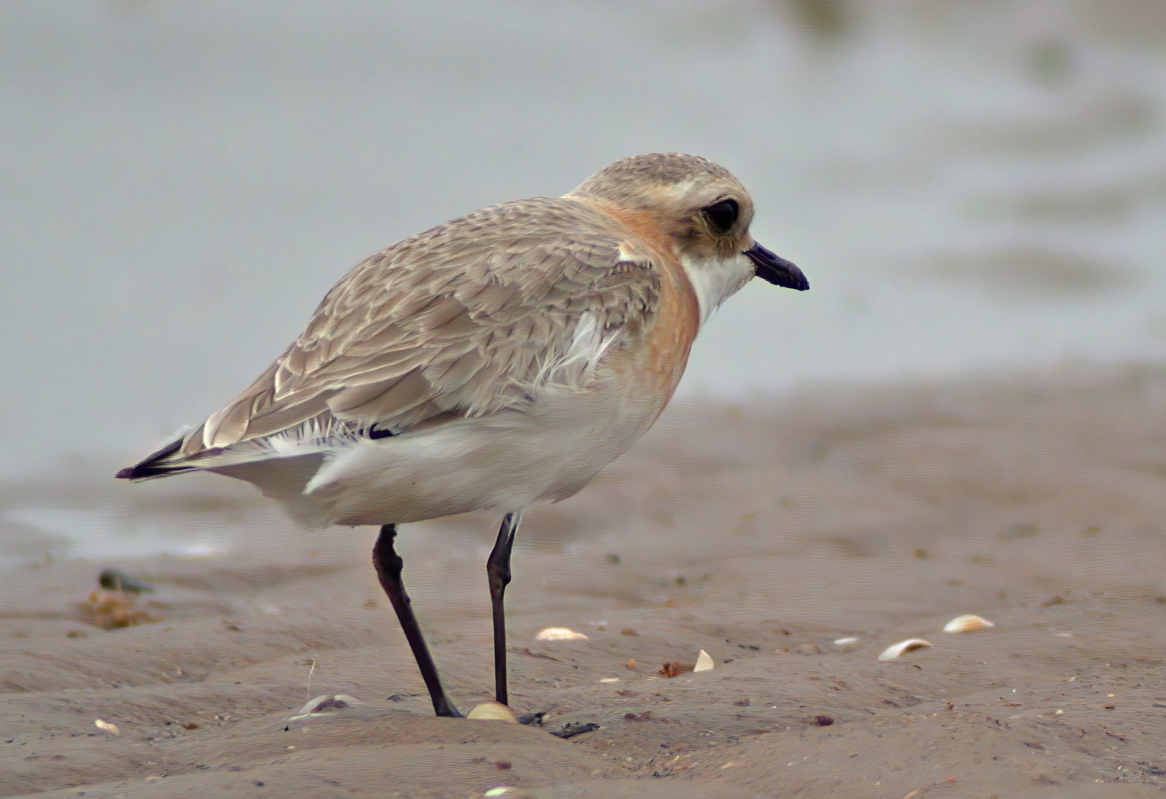 LesserSandPlover May2002 SaltfleetbyNNR MJTarrant topaz enhance