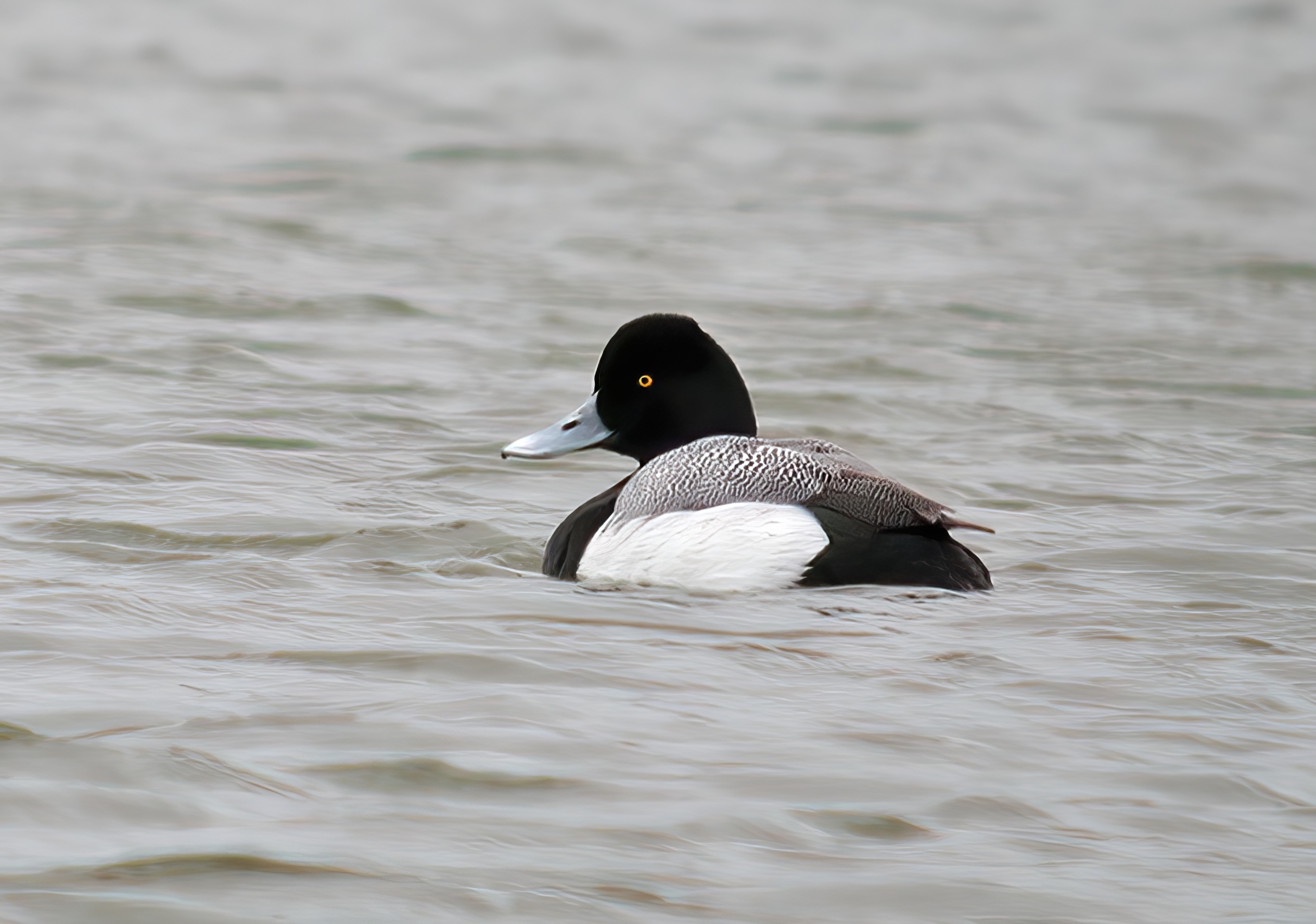 LesserScaup1 Male 290404 WatersEdge GPCatley topaz enhance