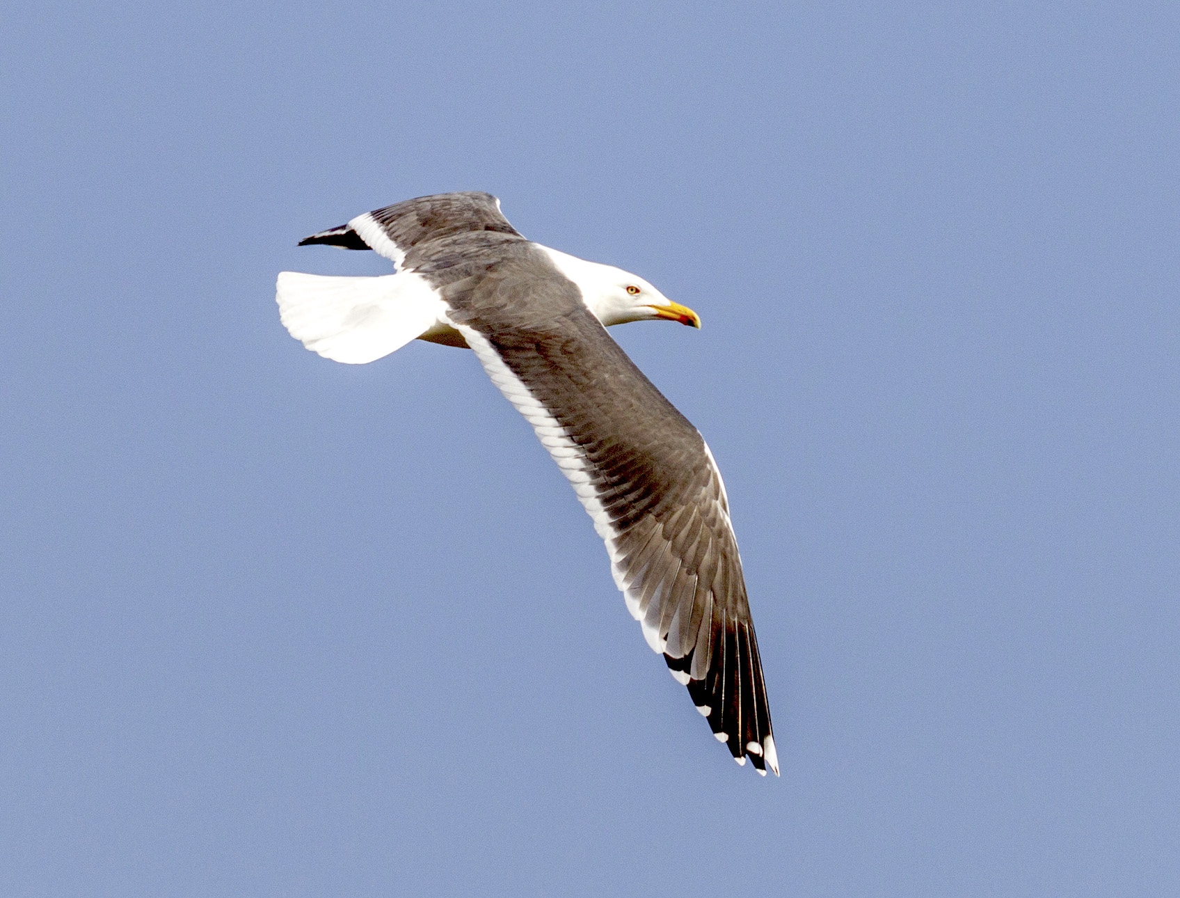 Lesser Black backed Gull Barton March 2012 G P Catley