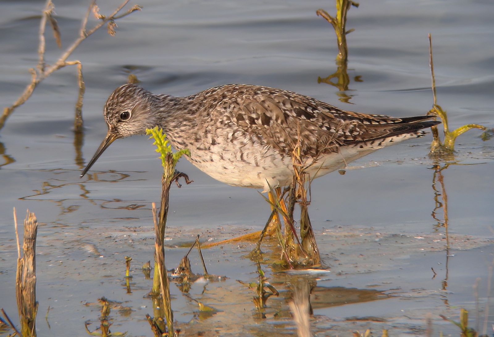 Lesser Yellowlegs 050510 FramptonPSullivan topaz denoise