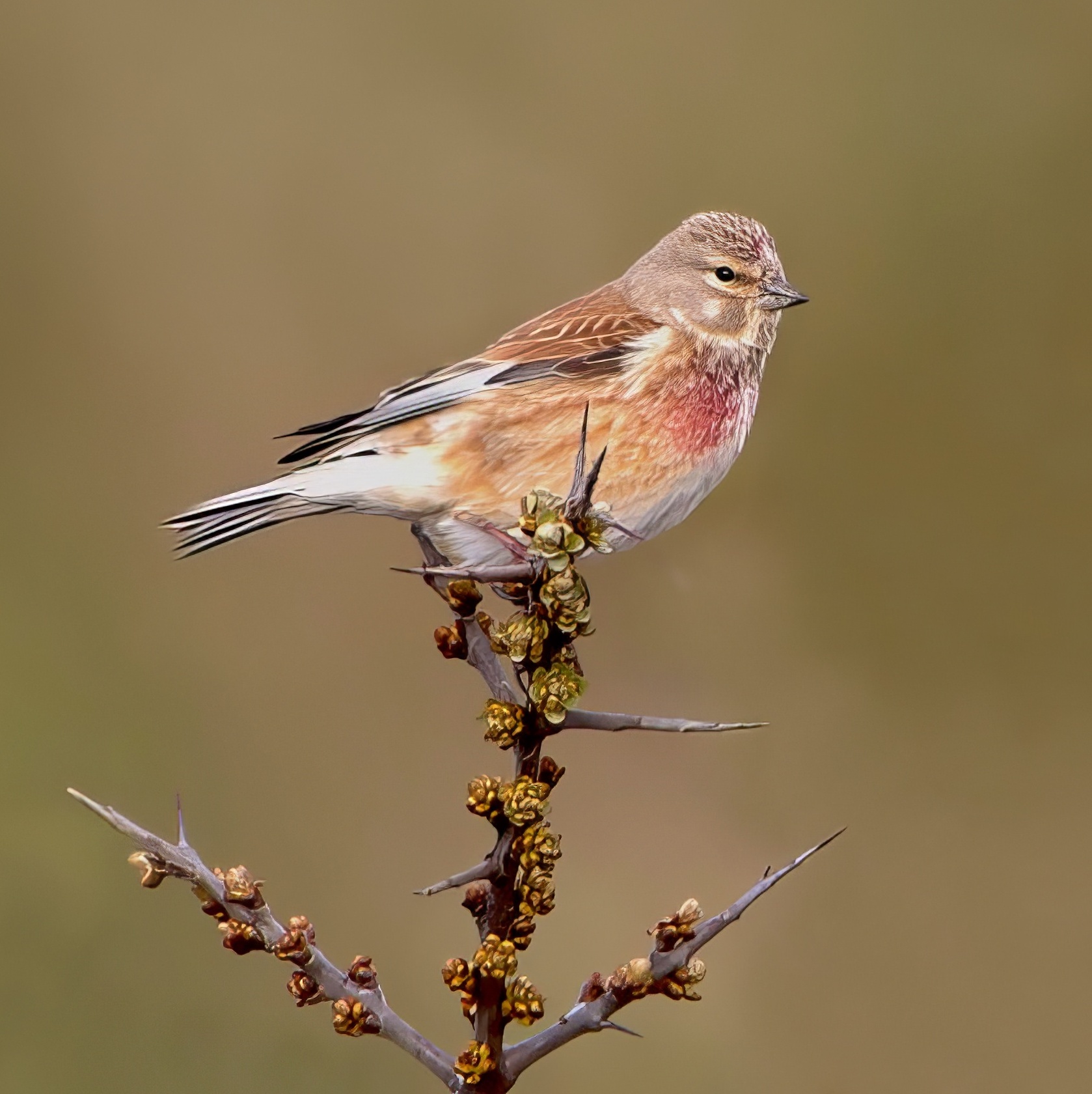 Linnet 180414 DonnaNook RussTelfer topaz enhance