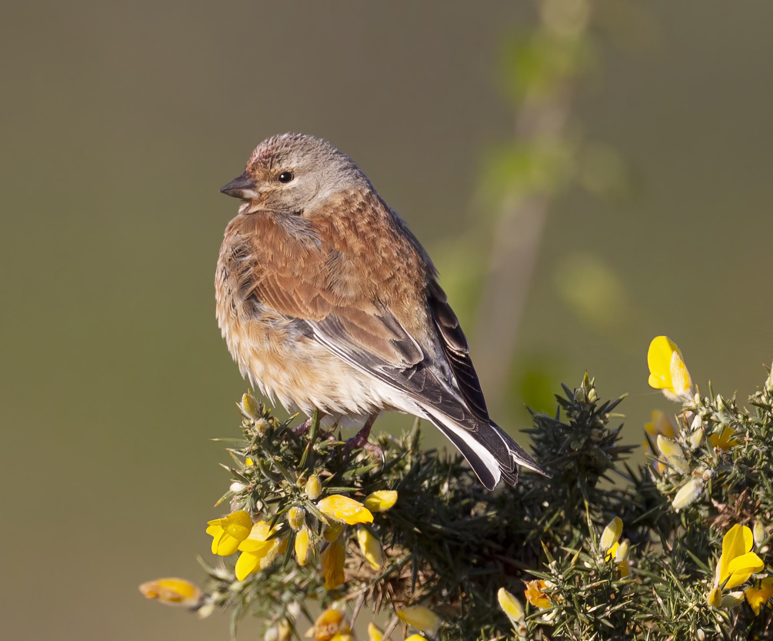 Linnet May2012 Laughton Forest GPCatley topaz enhance