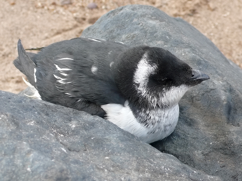 LittleAuk ChapelPoint November2007 RoyHarvey