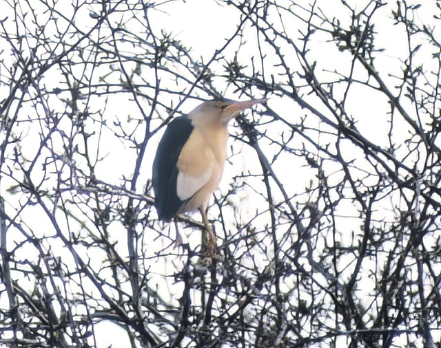 LittleBittern 190478 EastHalton GPCatley topaz denoise
