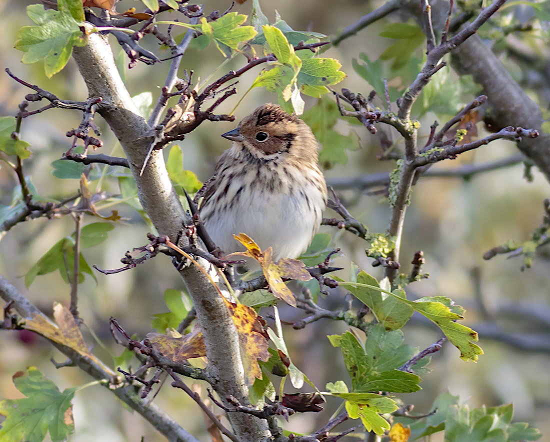 LittleBunting 111015 Pyes Hall GPCatley
