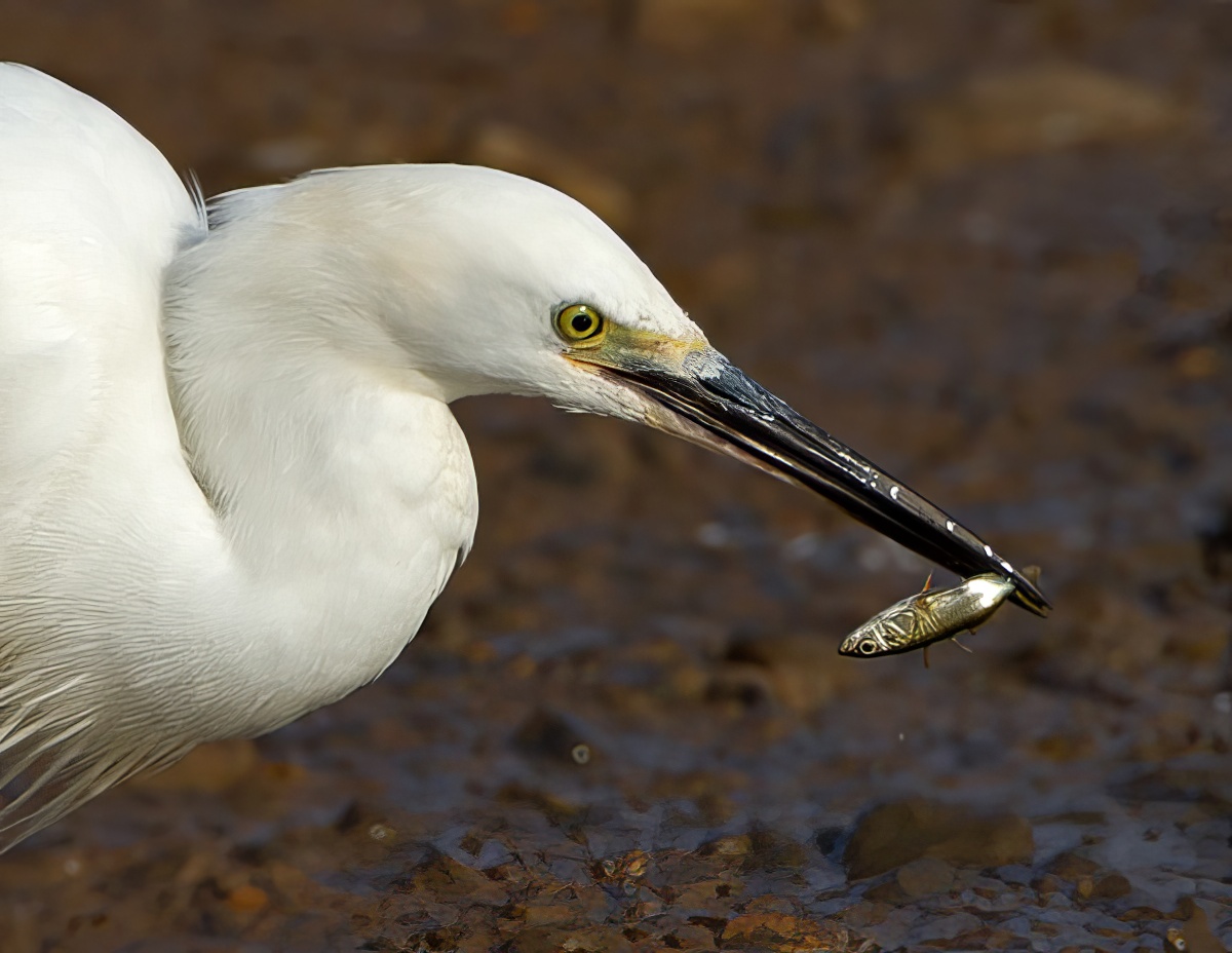 LittleEgret 120812 GibPoint RTelfer topaz enhance