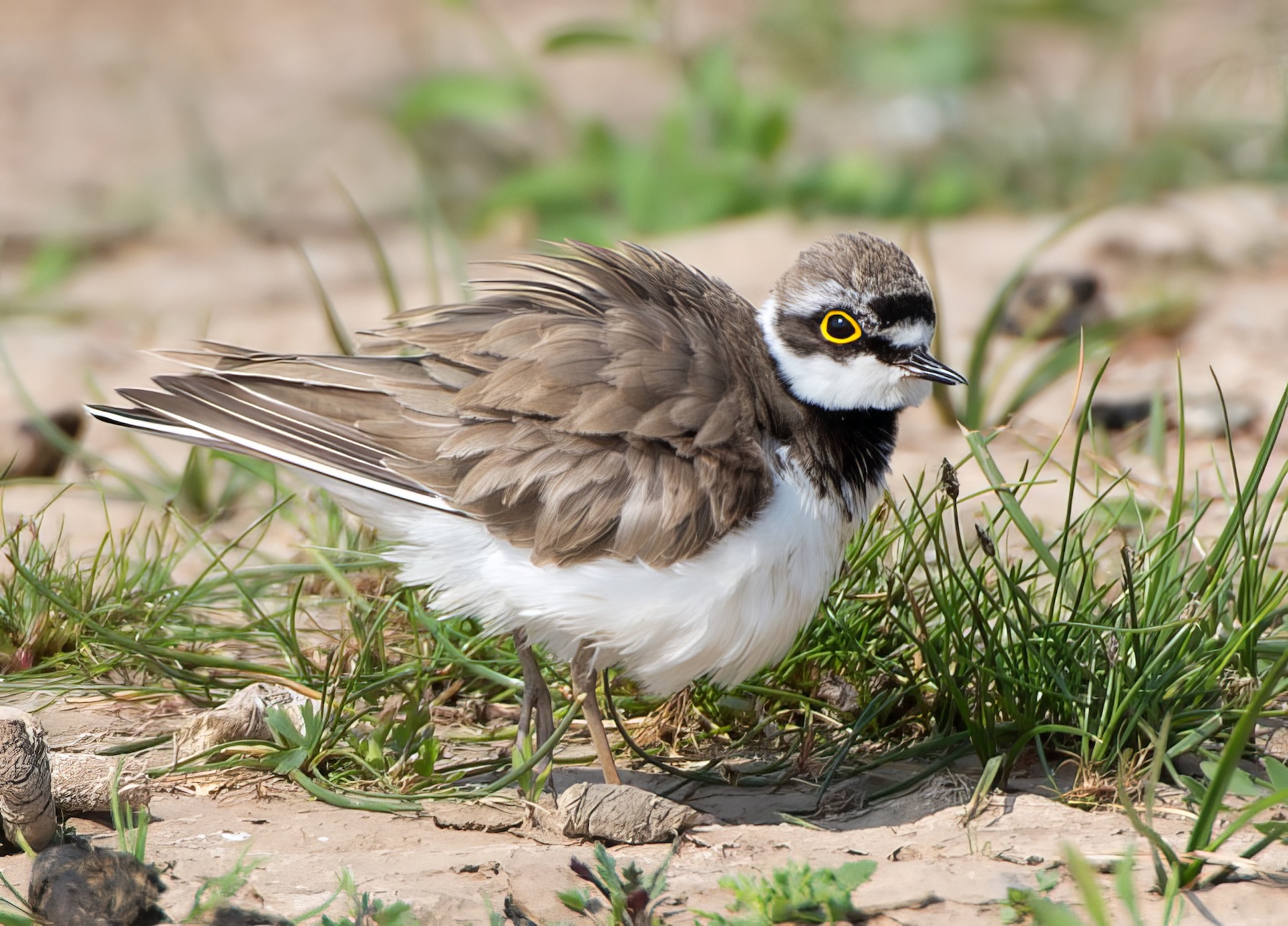 LittleRingedPlover 170713 FramptonMarsh RTelfer topaz enhance