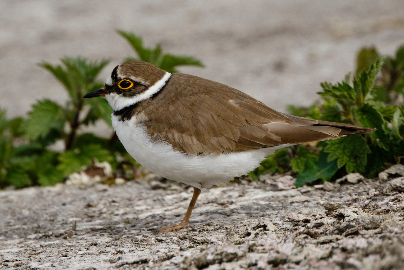 LittleRingedPlover 200417 CovenhamRes JRClarkson