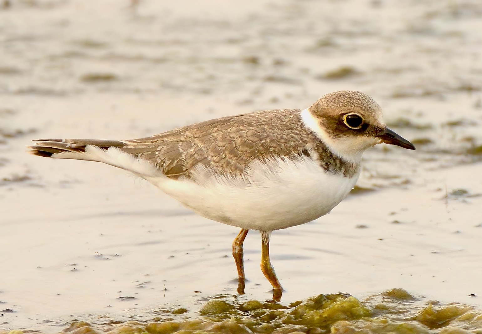 LittleRingedPlover juv 210716 Frampton SKeightley topaz enhance