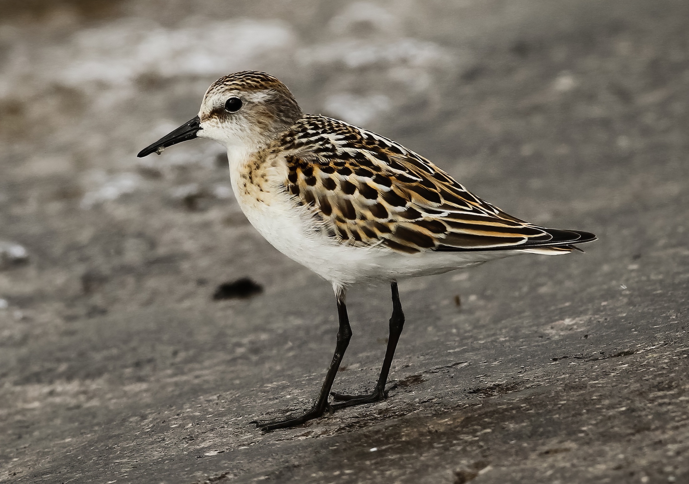 LittleStint050910 CovenhamRes JRClarkson topaz enhance