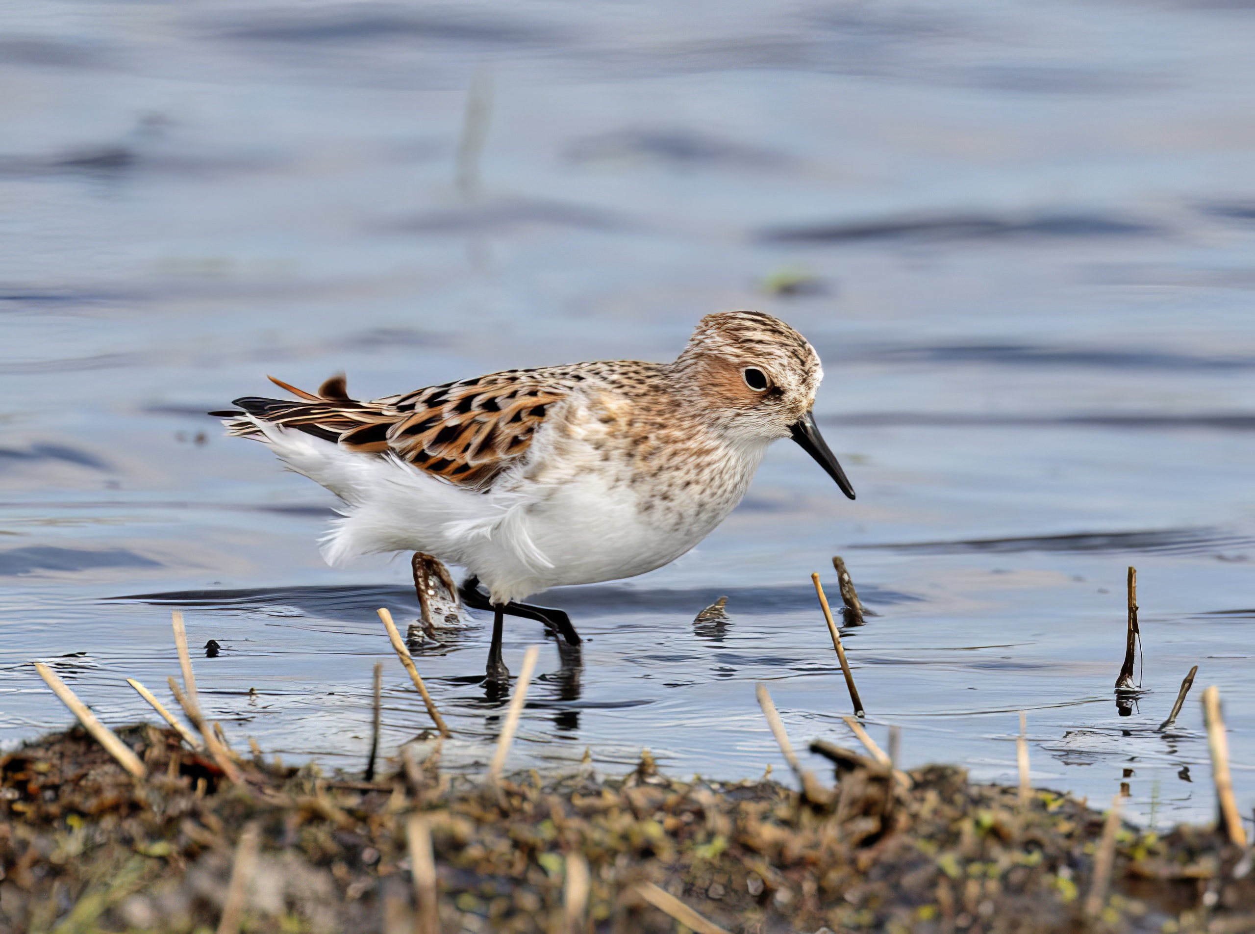 LittleStint 110516 NorthLincs GPCatley topaz enhance