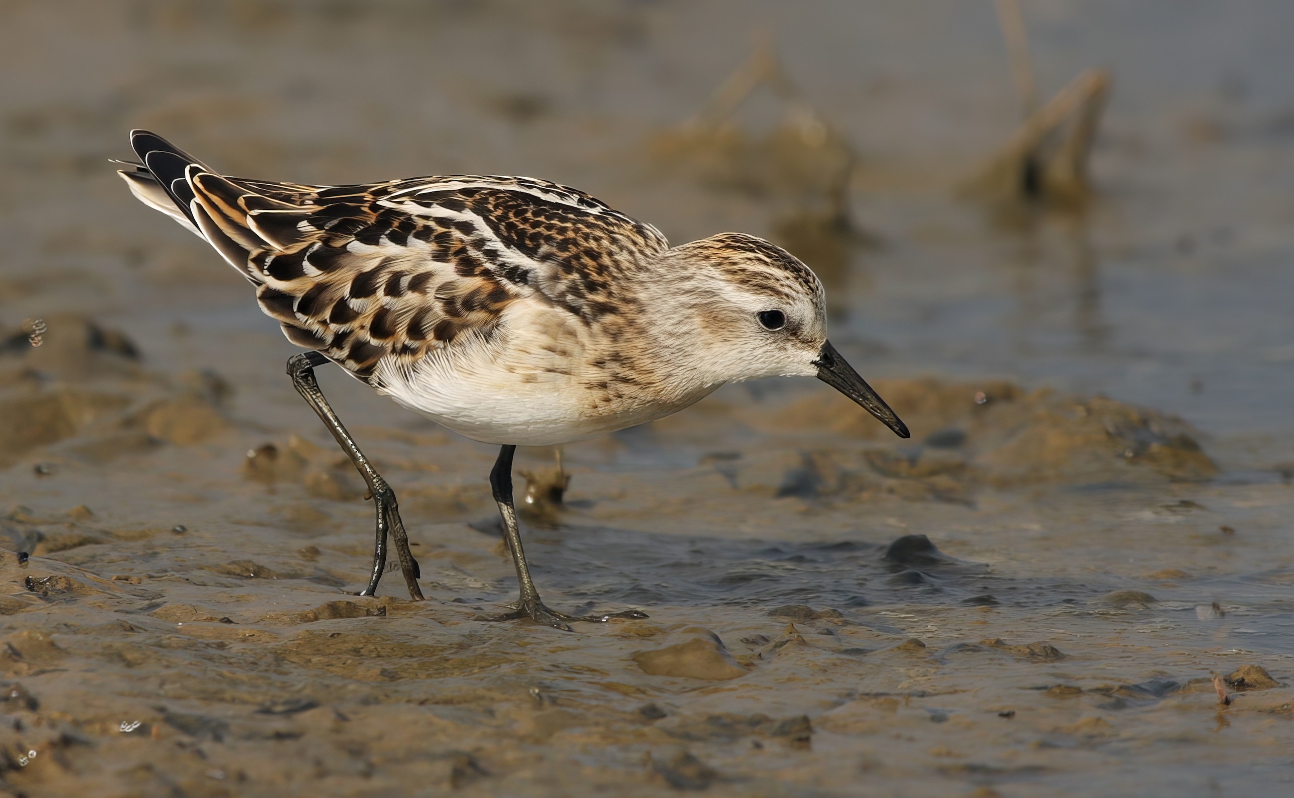 LittleStint Sept2009 FramptonMarsh NeilSmith topaz enhance