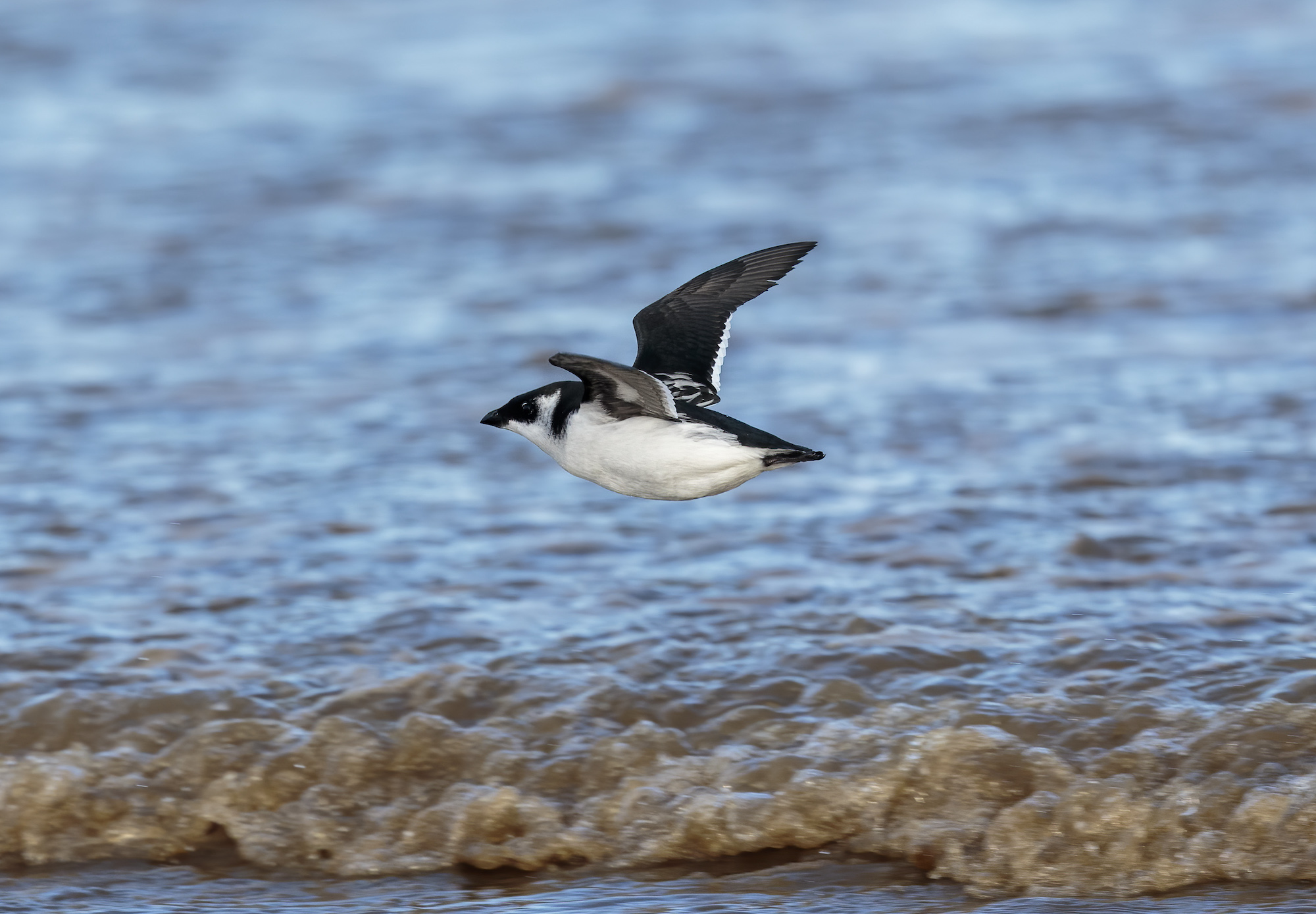 Little Auk November2014 Huttoft GPCatley
