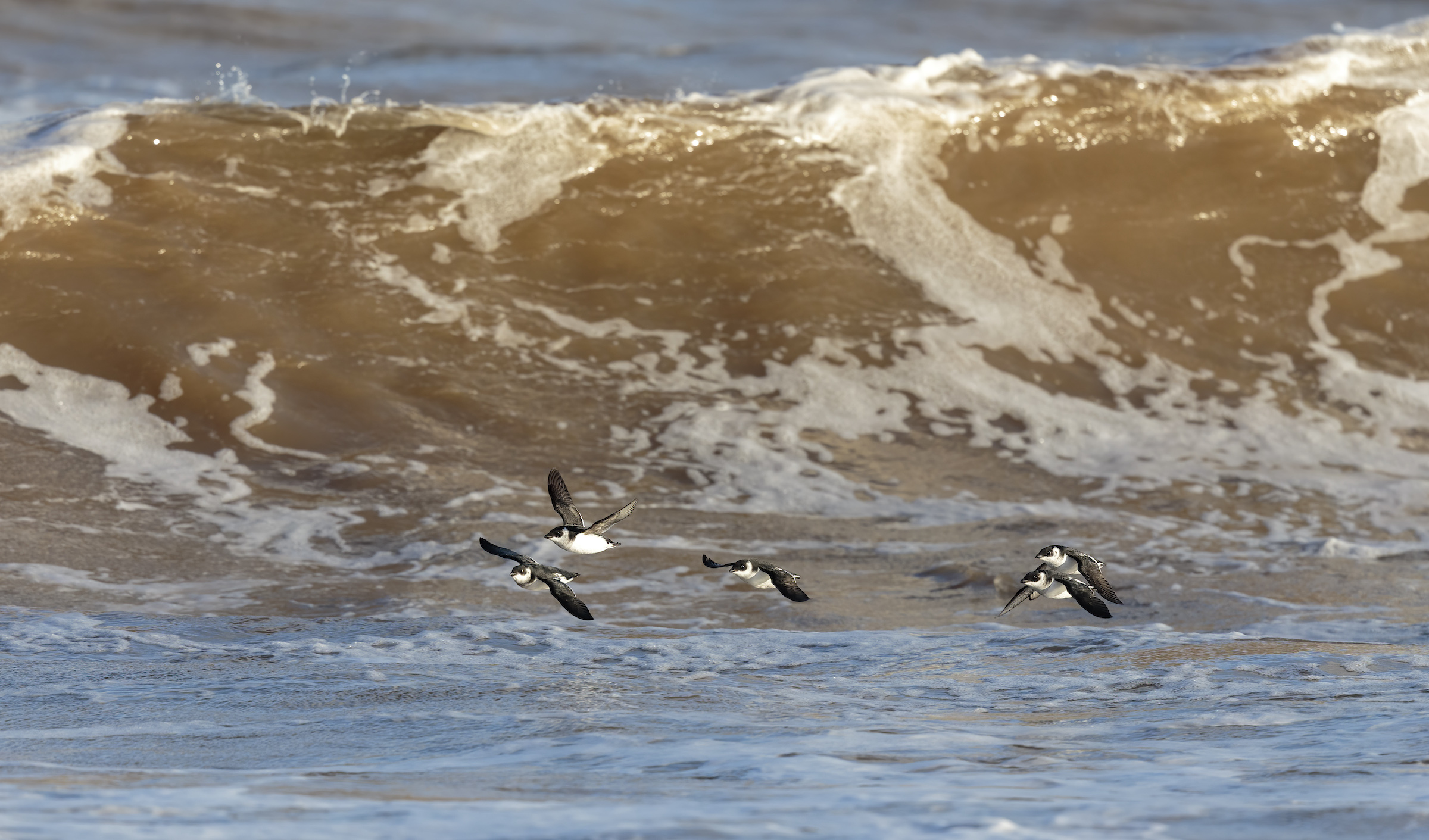 Little Auks Huttoft November 2014 G P Catley