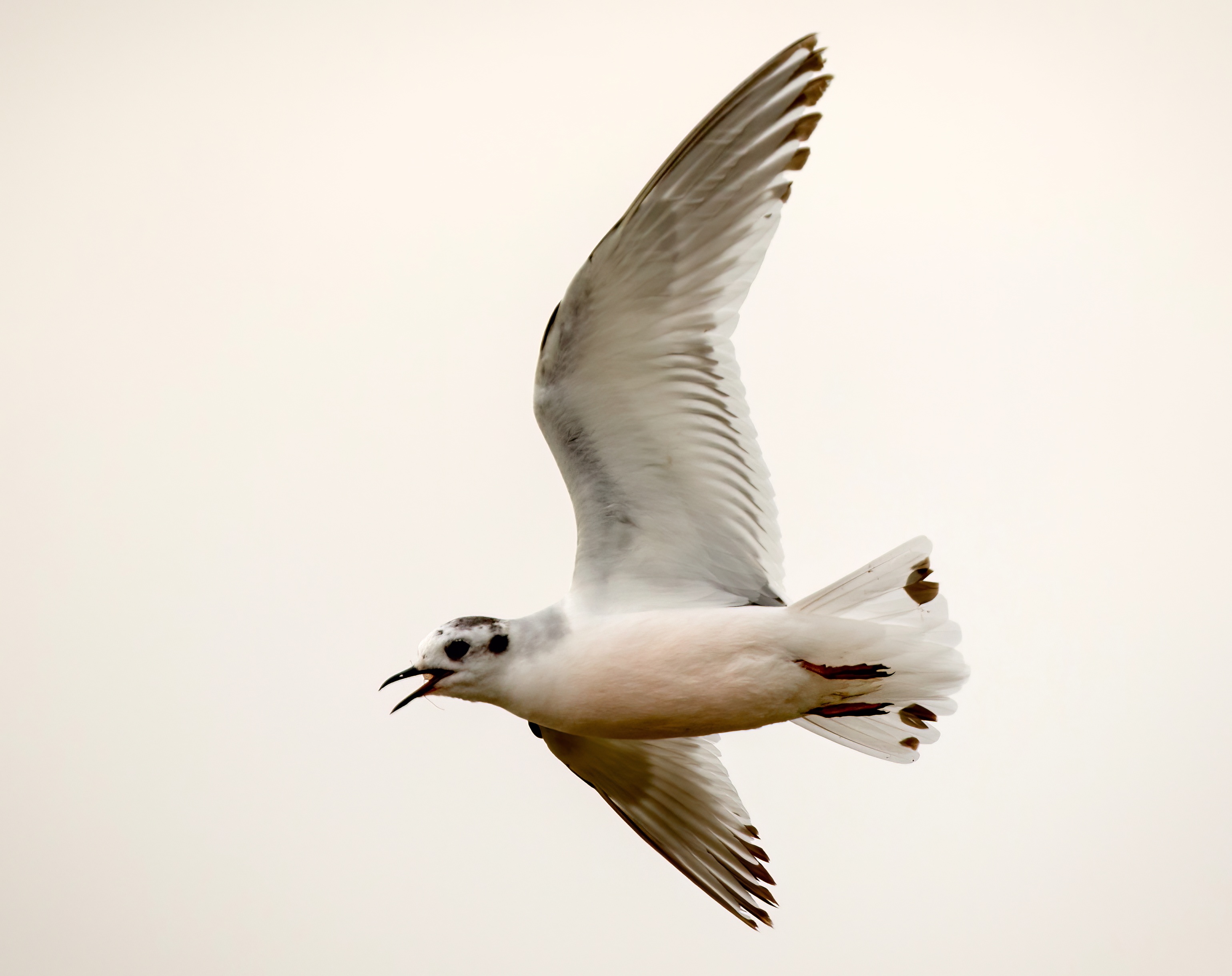 Little Gull 2CY 120517 Frampton JRC topaz denoise