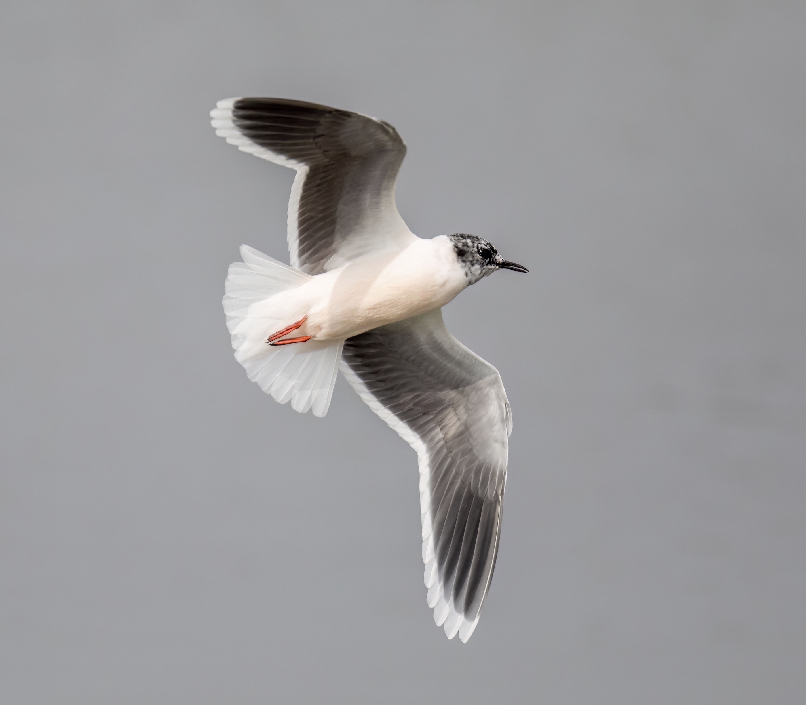 Little Gull 2CY Barton Pits 150418 GPCatley topaz denoise