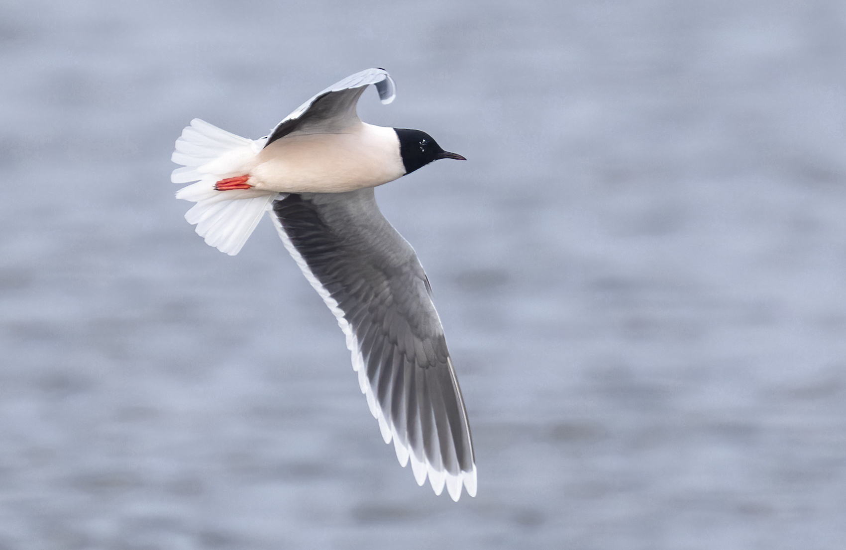 Little Gull Barton Pits 150418 GPCatley