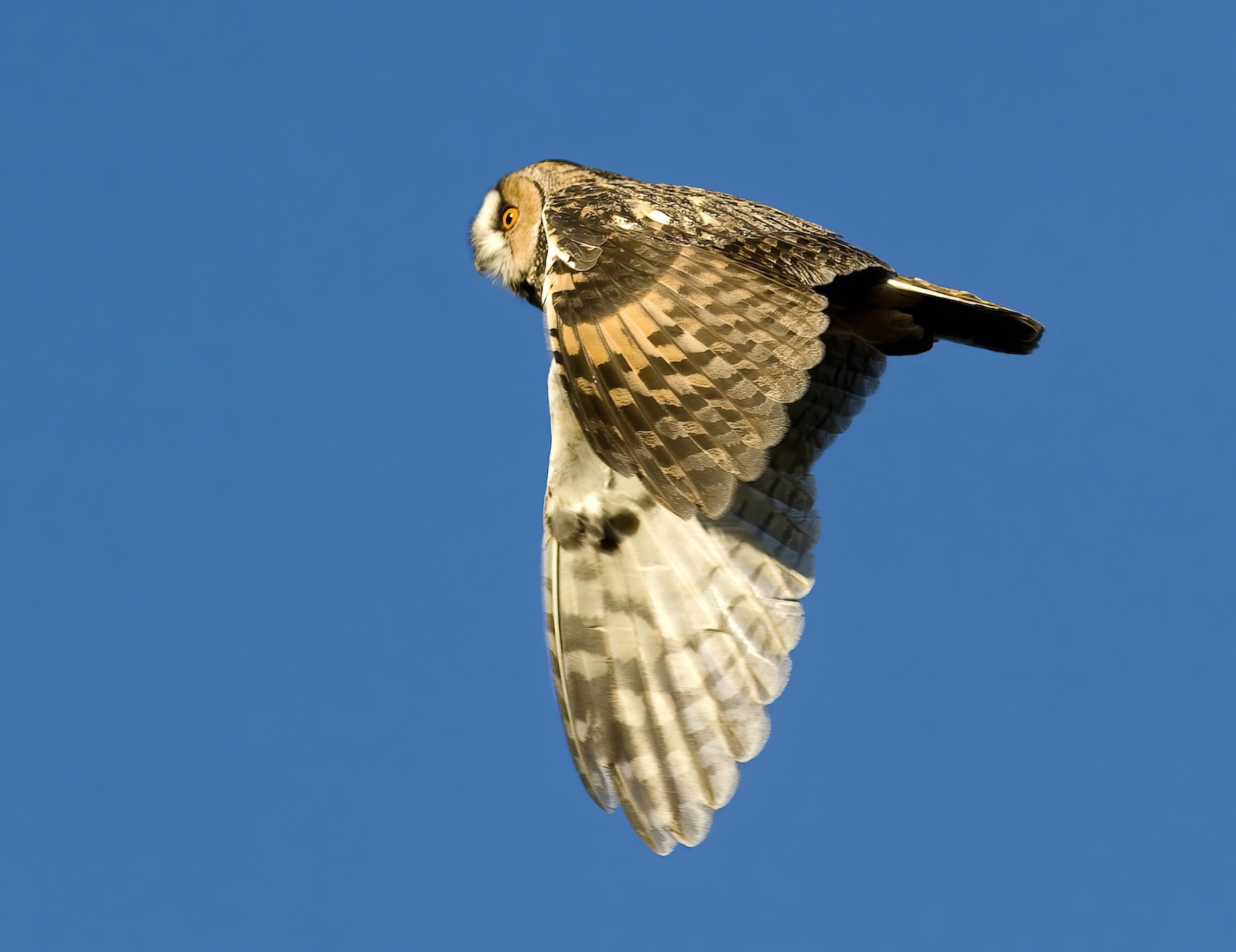 Long eared Owl Ancholme Valley November 2006 G P Catley topaz enhance