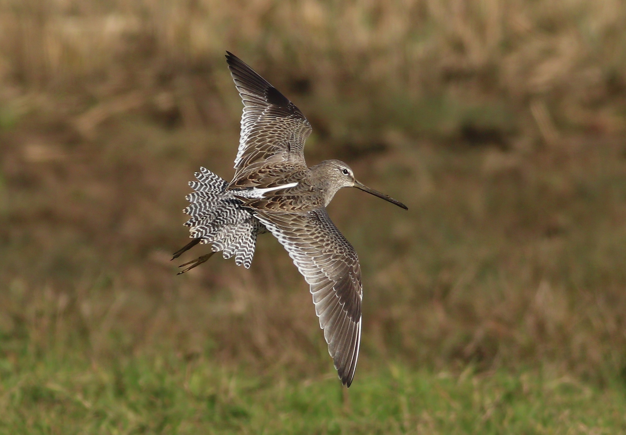 LongBilledDowitcher 231016 FramptonMarsh RussHayes topaz enhance