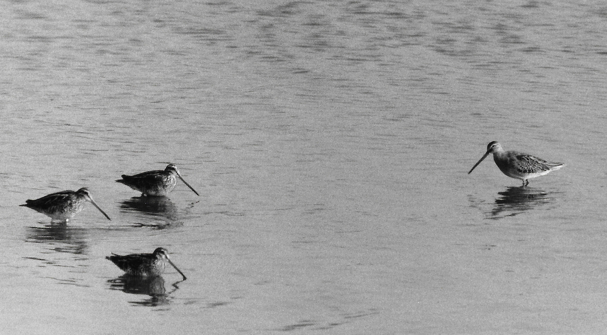 LongBilledDowitcher 280971 Bardney KAtkin