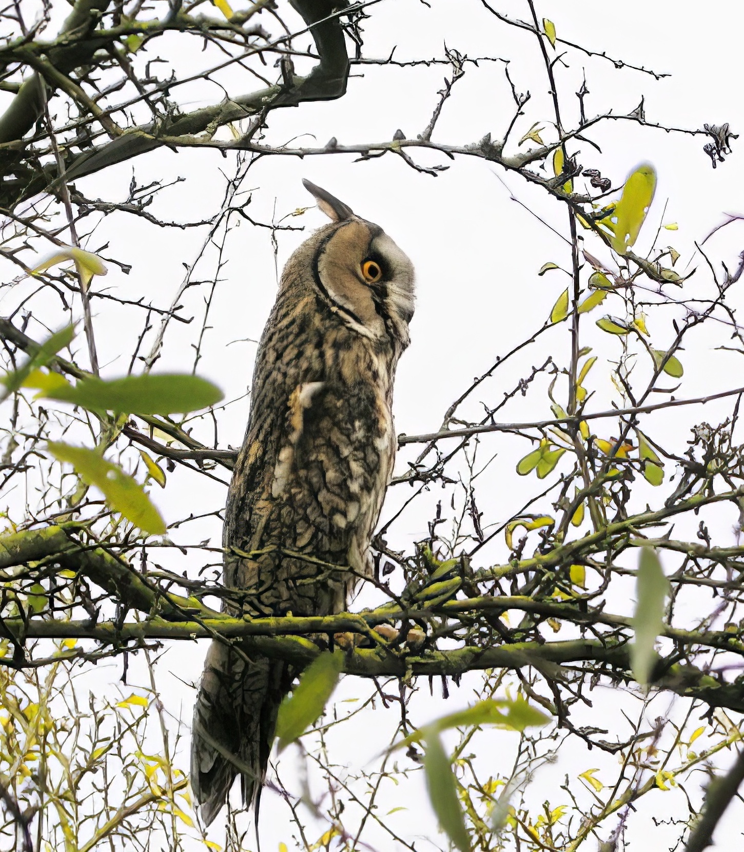 LongEaredOwl 131108 Frampton PSullivan topaz enhance