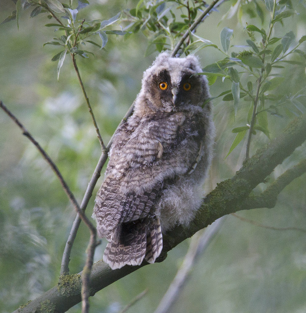 LongEaredOwl Chick 270514 NorthLincs GPCatley