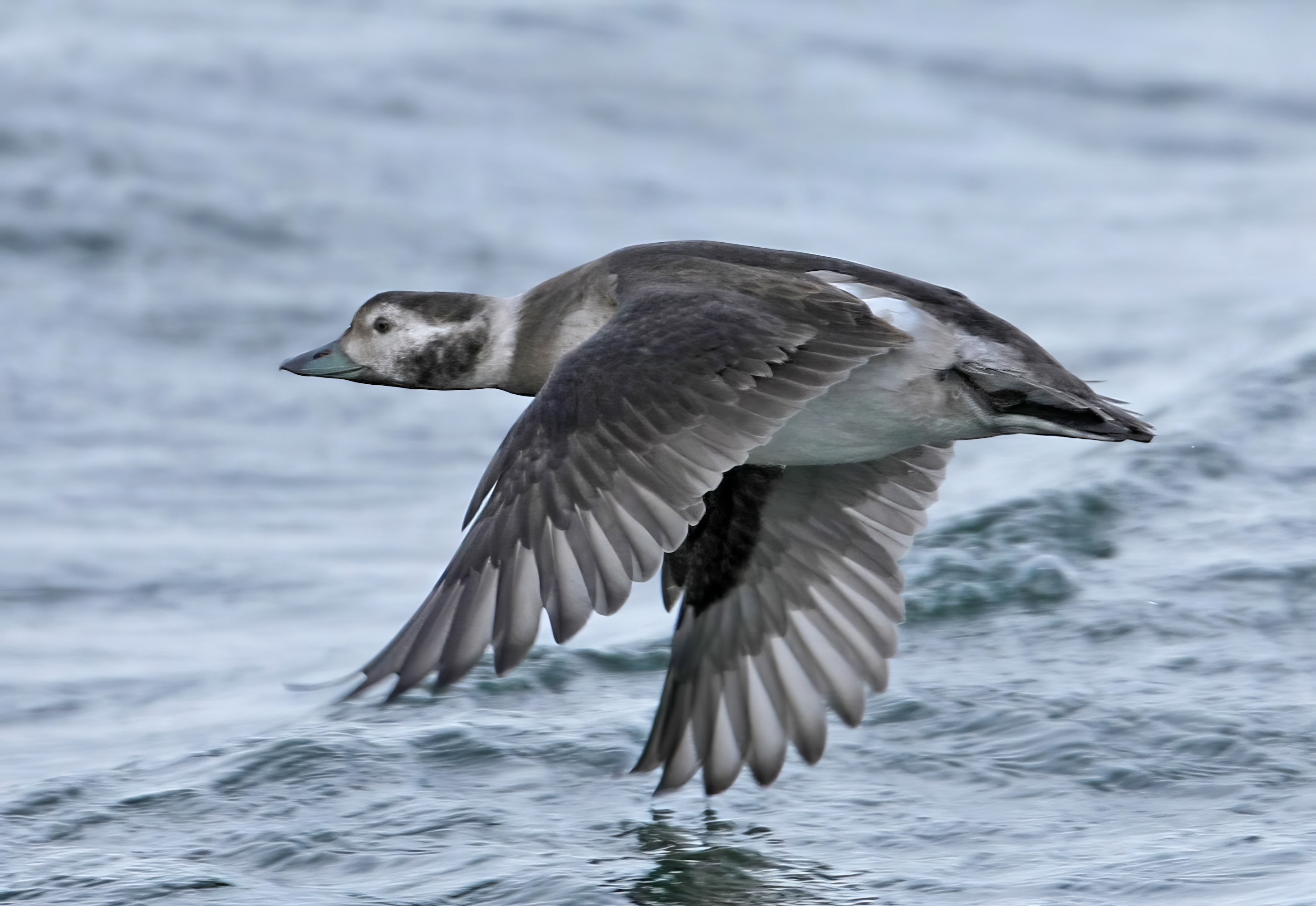 LongTailedDuck Nov2008 CovenhamRes MJTarrant topaz enhance