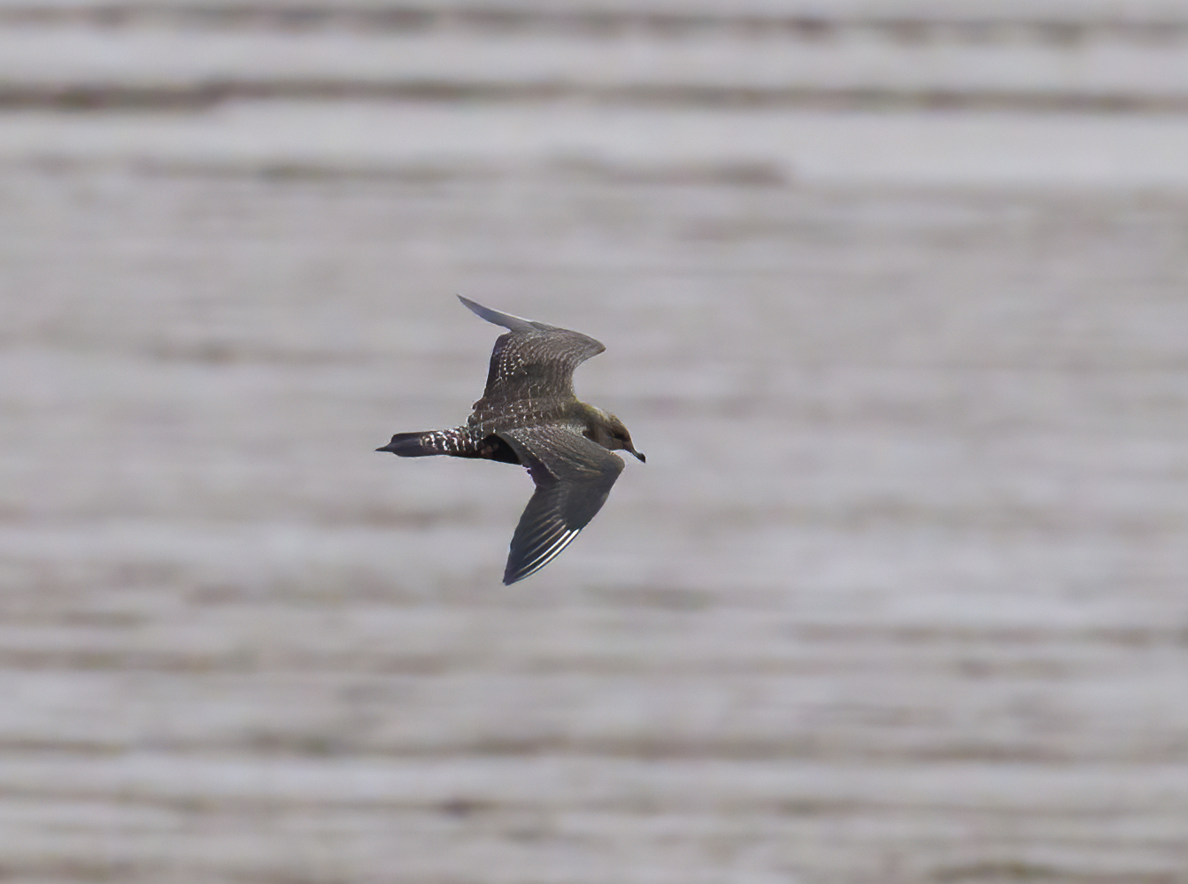 LongTailedSkua 240912 Barton GPCatley