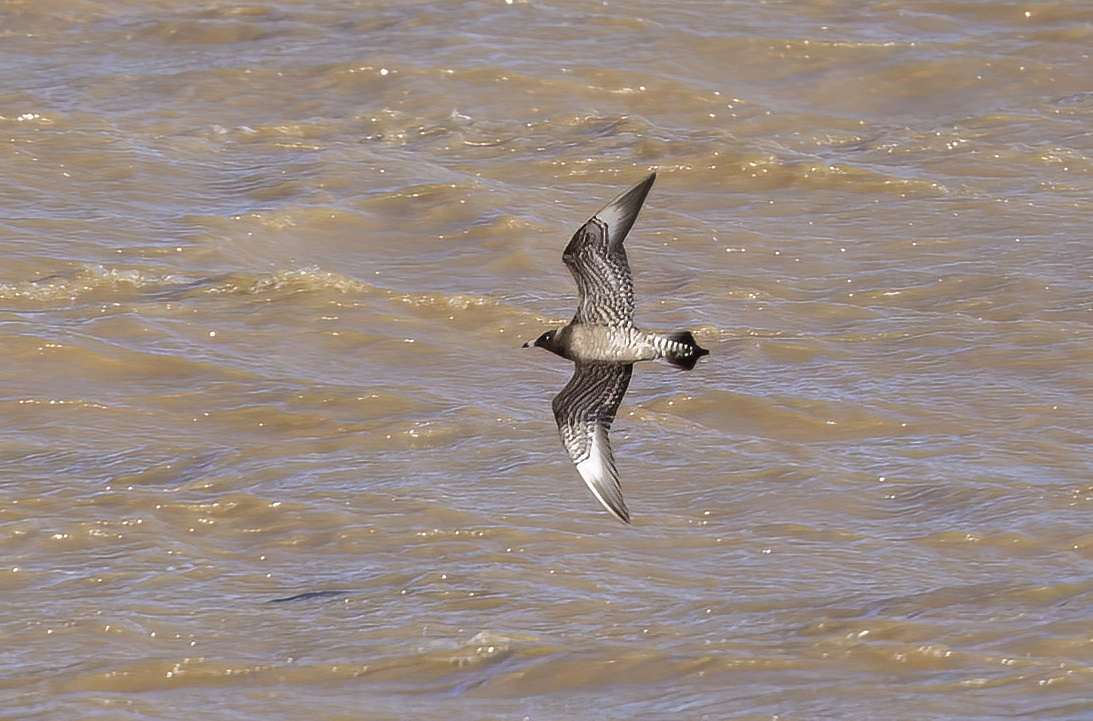 LongTailedSkua Oct2013 KillingholmeHaven GPCatley topaz denoise