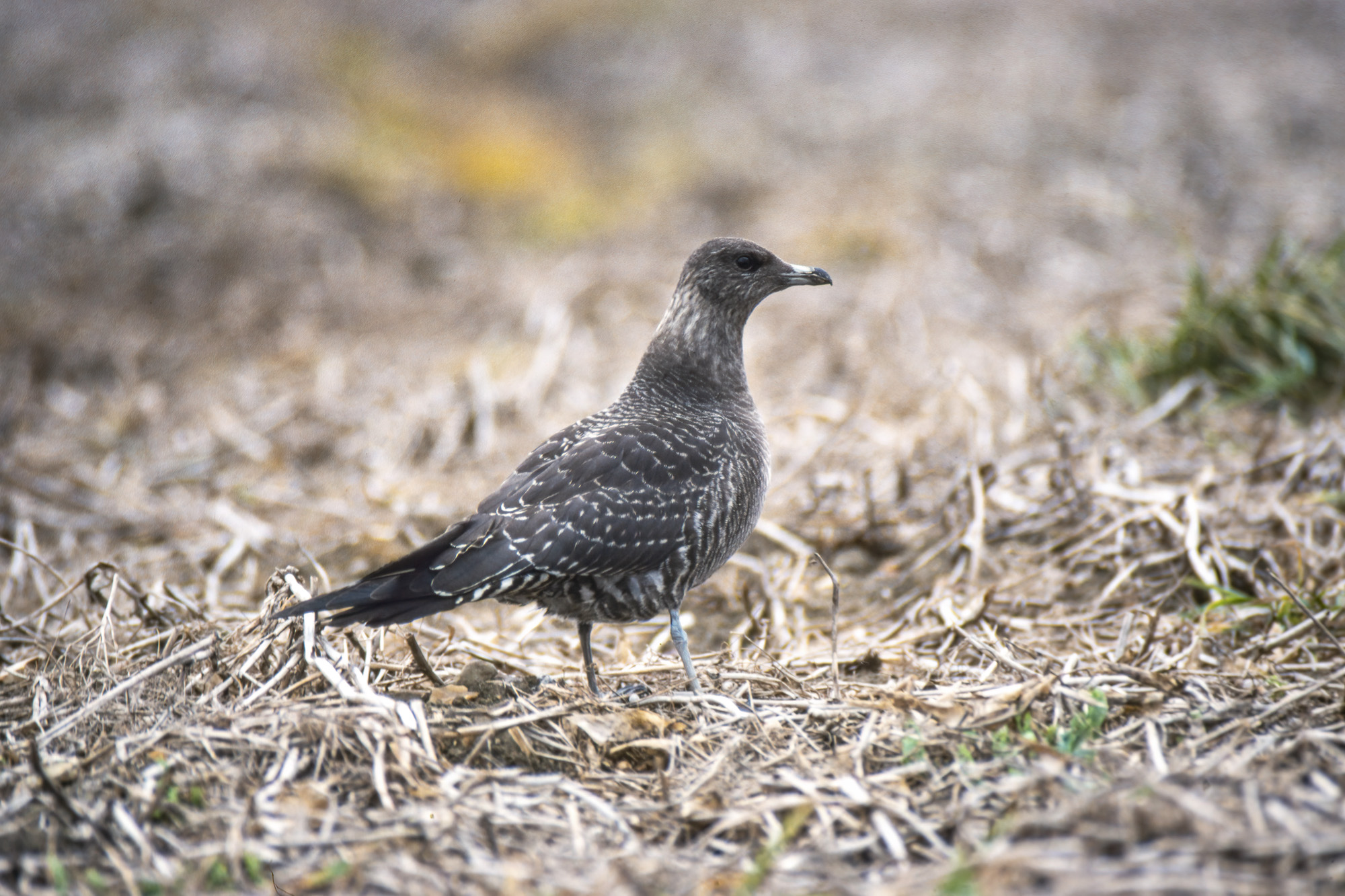 LongTailedSkua Sept1998 Bardney GPCatley