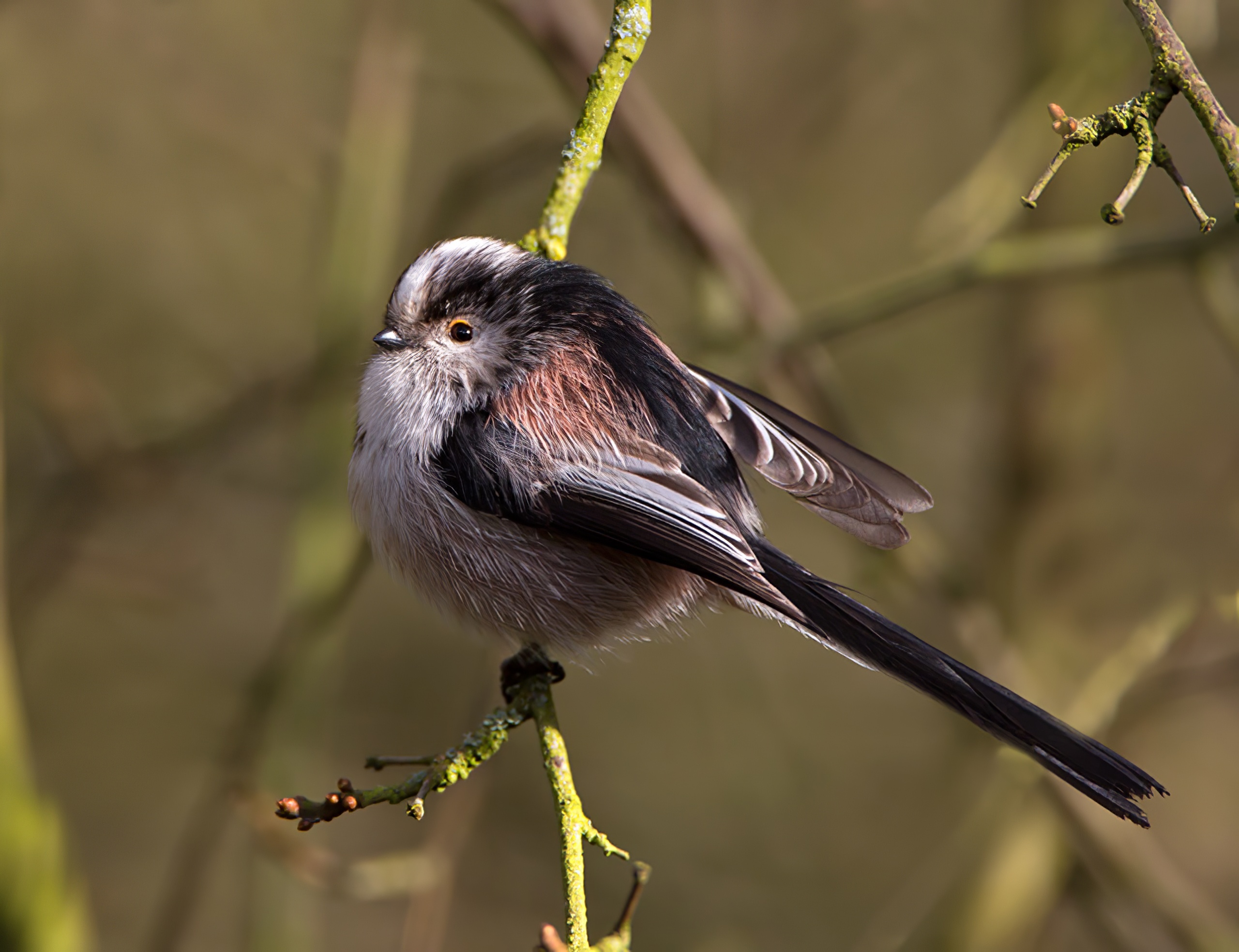 LongTailedTit 020213 ChambersFarmWood RTelfer topaz enhance
