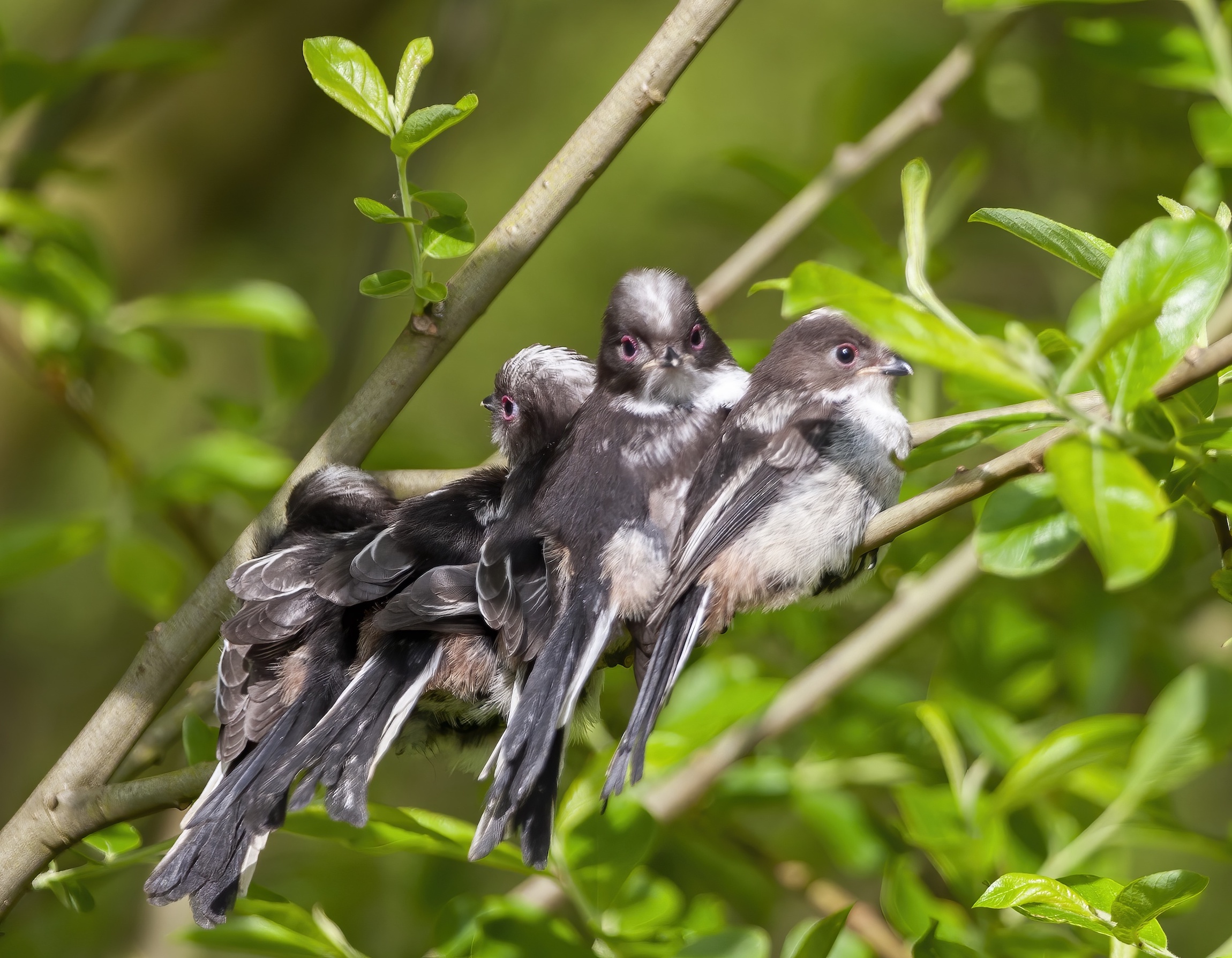 LongTailedTit Family Barton Pits May2005 GPCatley topaz enhance