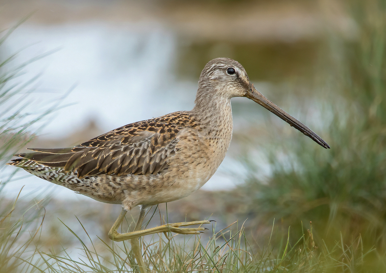 LongbilledDowitcher 160917 Saltfleet MDJohnson