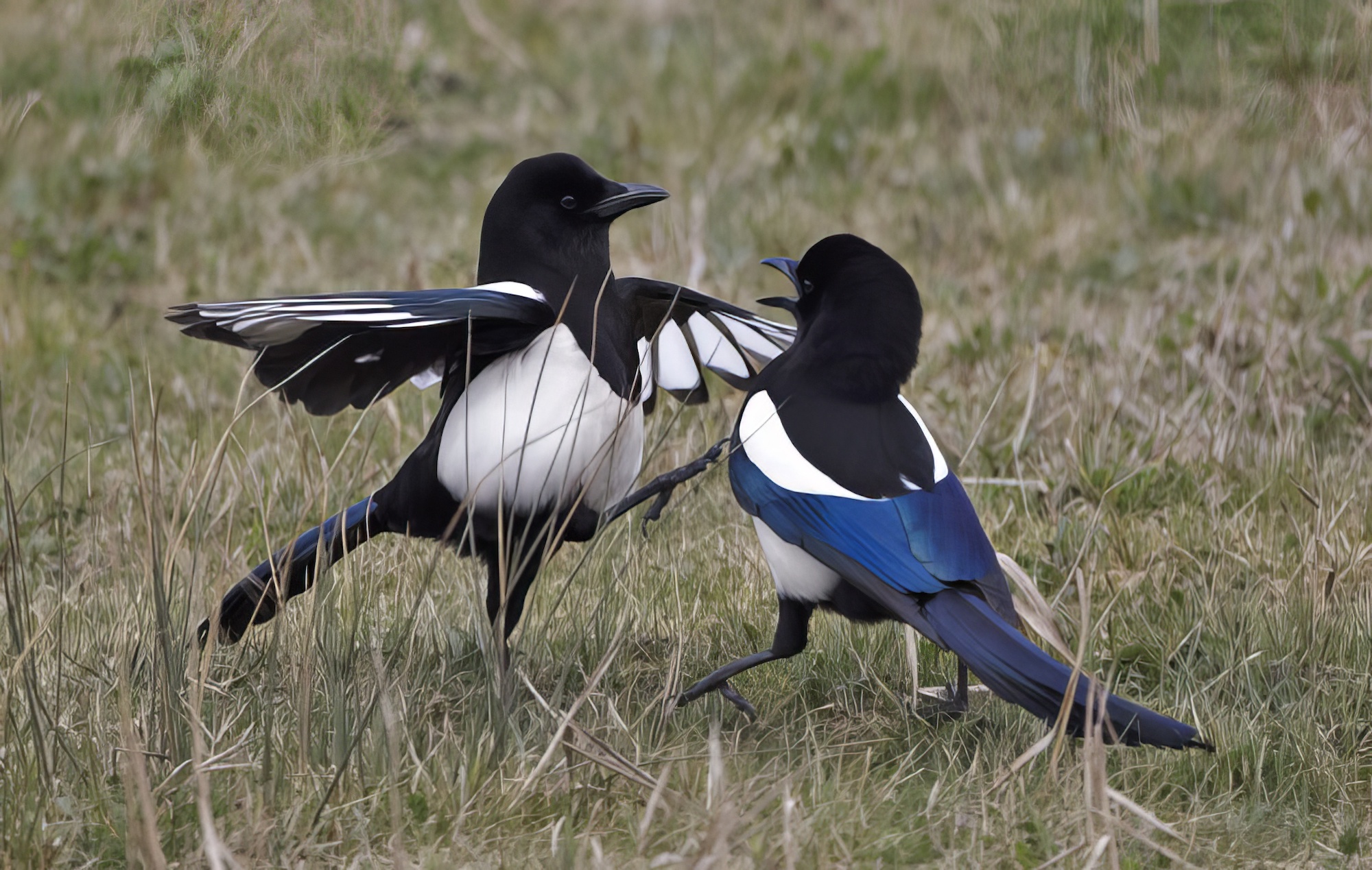 Magpie 030411 NorthLincs GPCatley topaz enhance