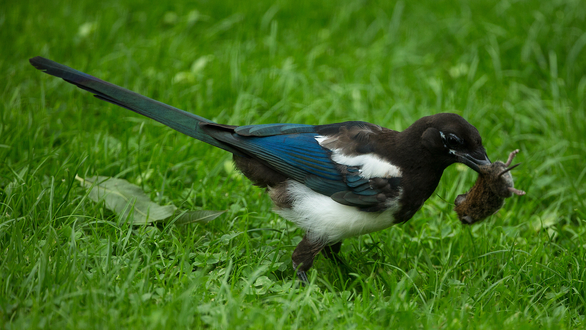 Magpie 190818 Saltfleetby BMClarkson