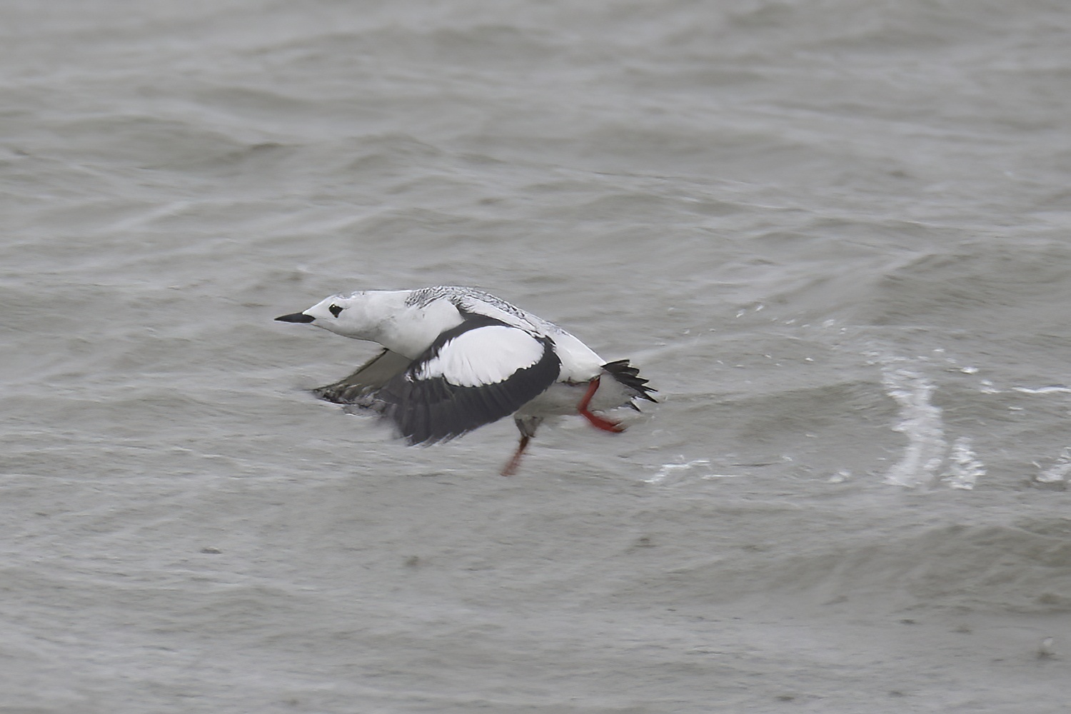 MandtsBlackGuillemot3 101217 WithamMouth SGantlett topaz denoise sharpen