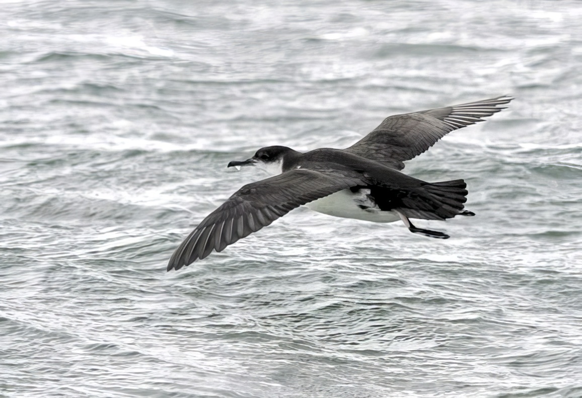 ManxShearwater 100911 WashPelagic NSmith topaz enhance