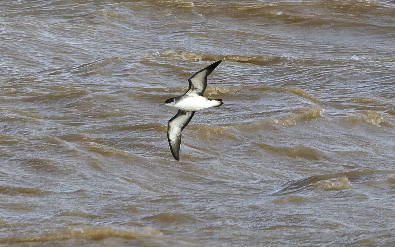 ManxShearwater Oct2013 NKillingholmeHaven GPCatley topaz enhance
