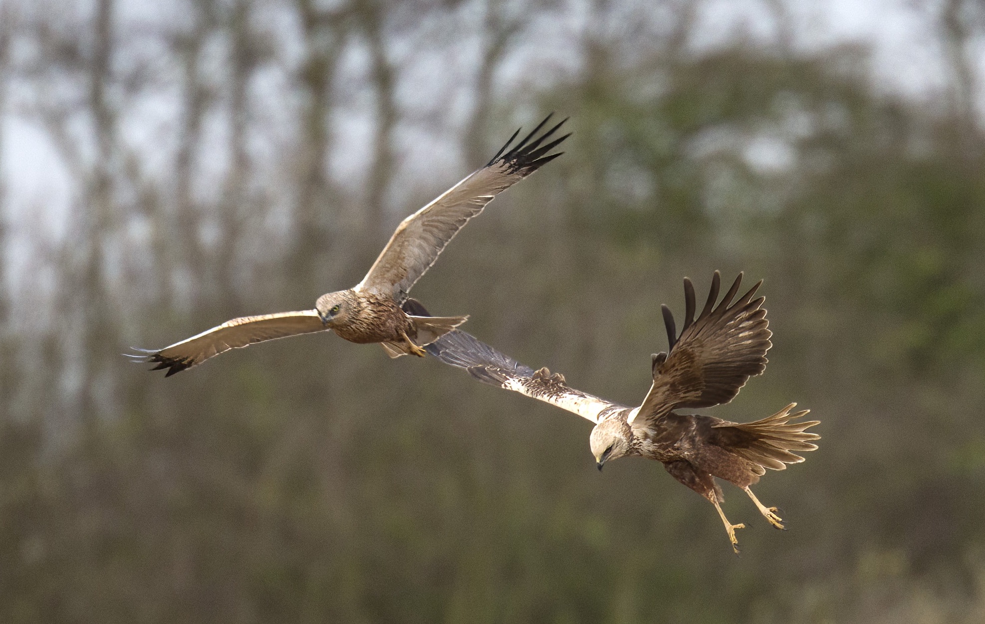 MarshHarrierPair FarIngs 300317 GPCatley topaz sharpen