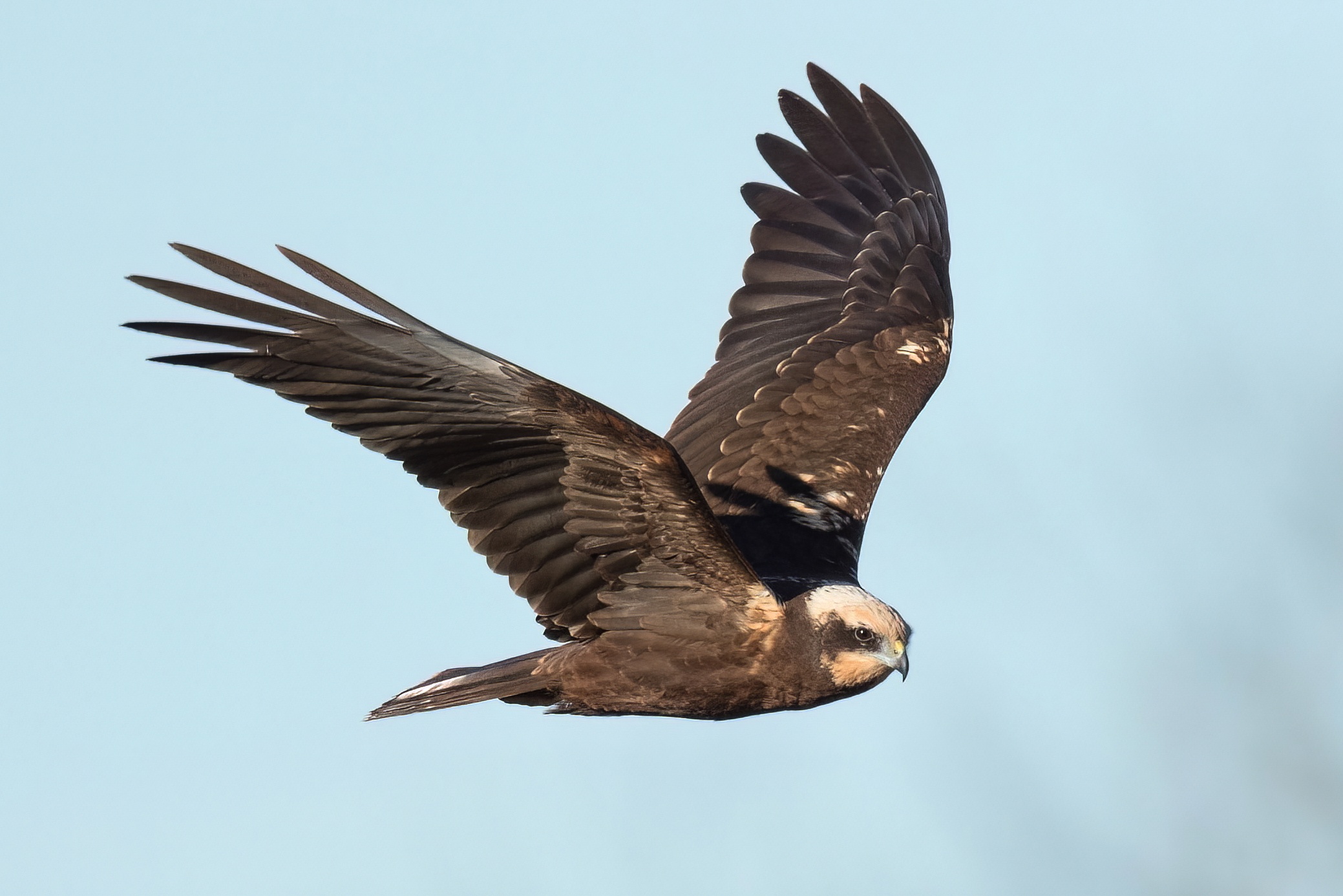 MarshHarrier JuvMale 010708 FarIngs GPCatley topaz denoise