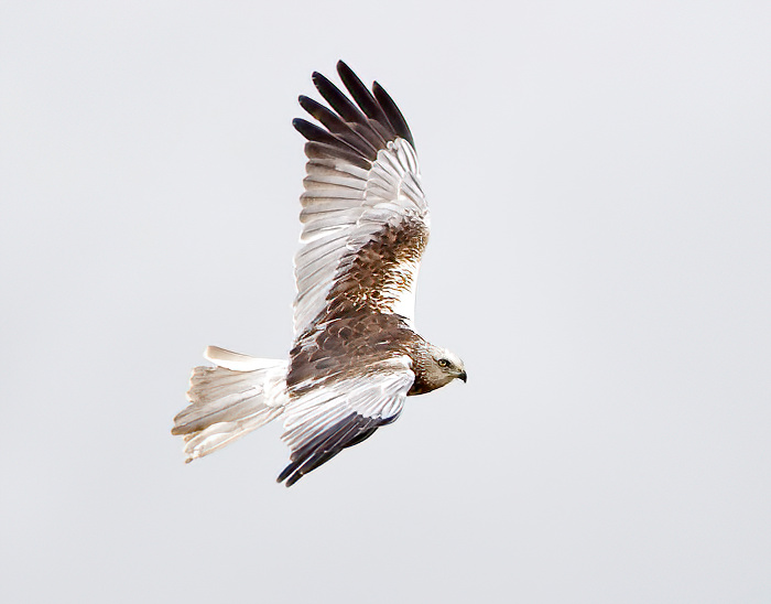 MarshHarrier May2009 GPCatley SharpenAI Motion