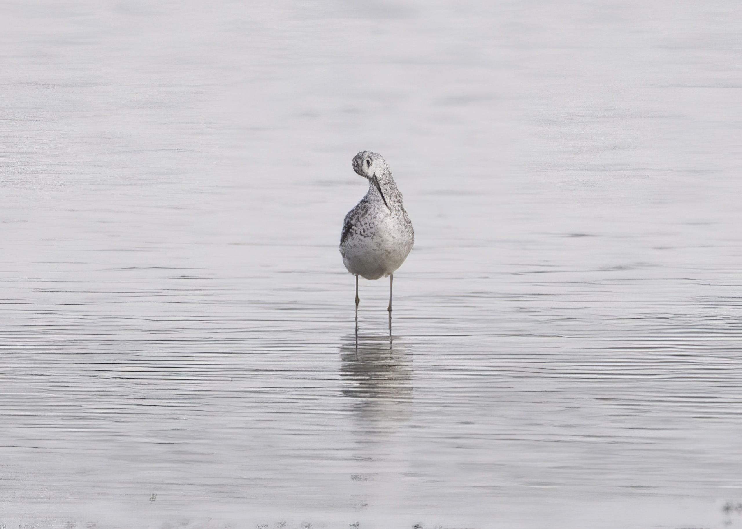 MarshSandpiper3 120711 Alkborough GPCatley topaz enhance