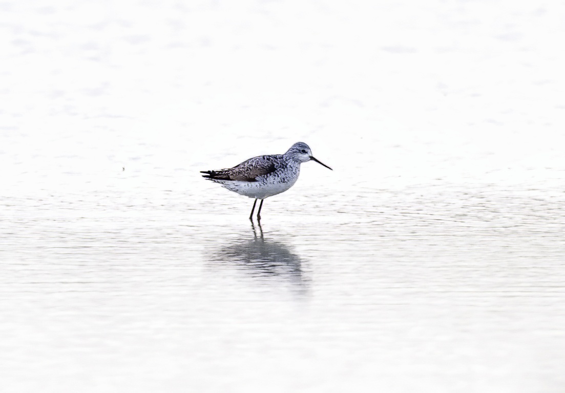 MarshSandpiper 110711 AlkboroughFlats GPC topaz denoise