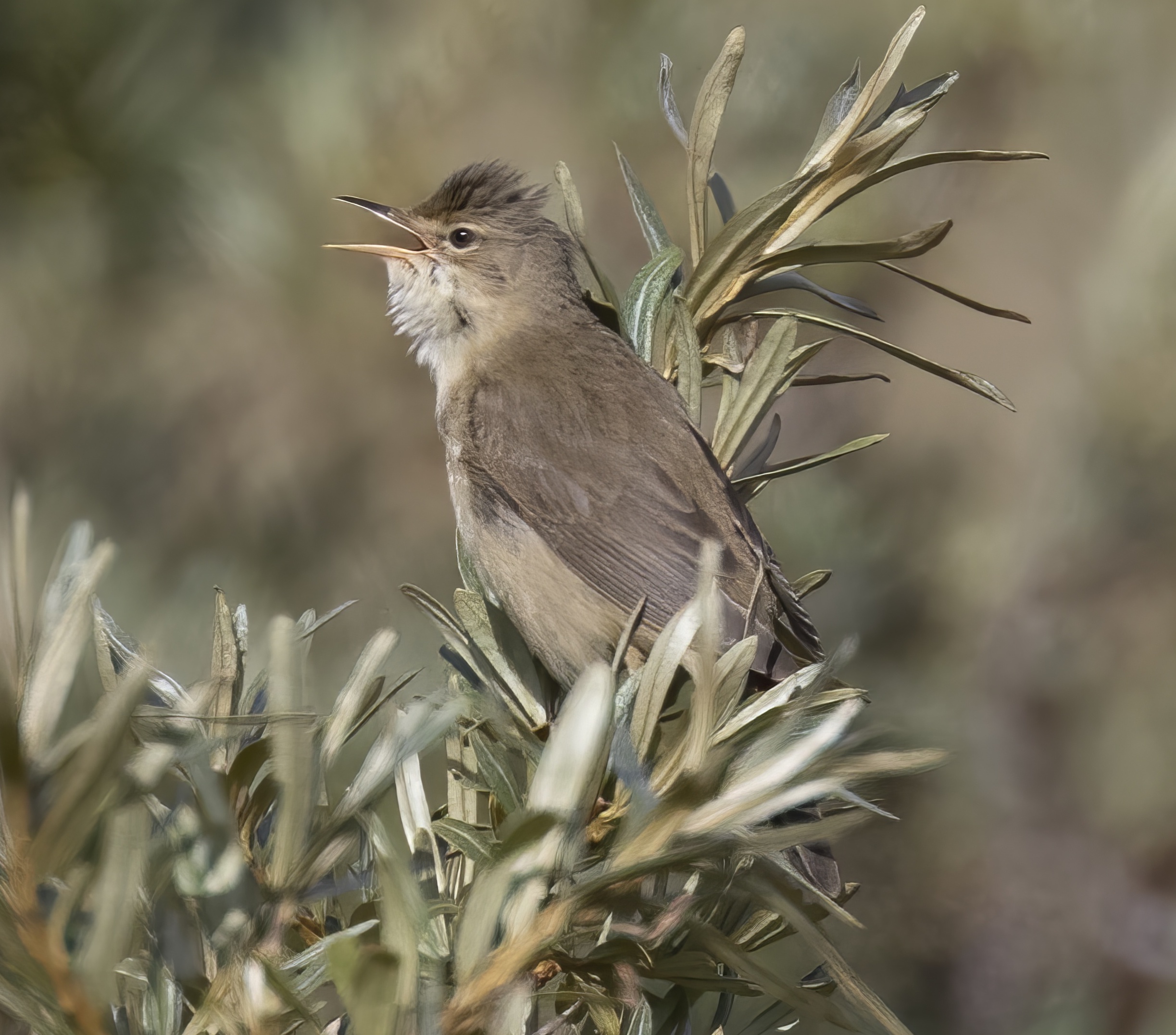 MarshWarbler June2020 WollaBank GPCatley topaz enhance