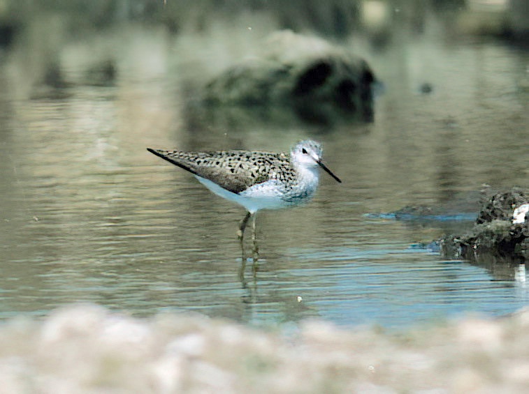 Marsh Sandpiper 180592 Bardney K DuRose
