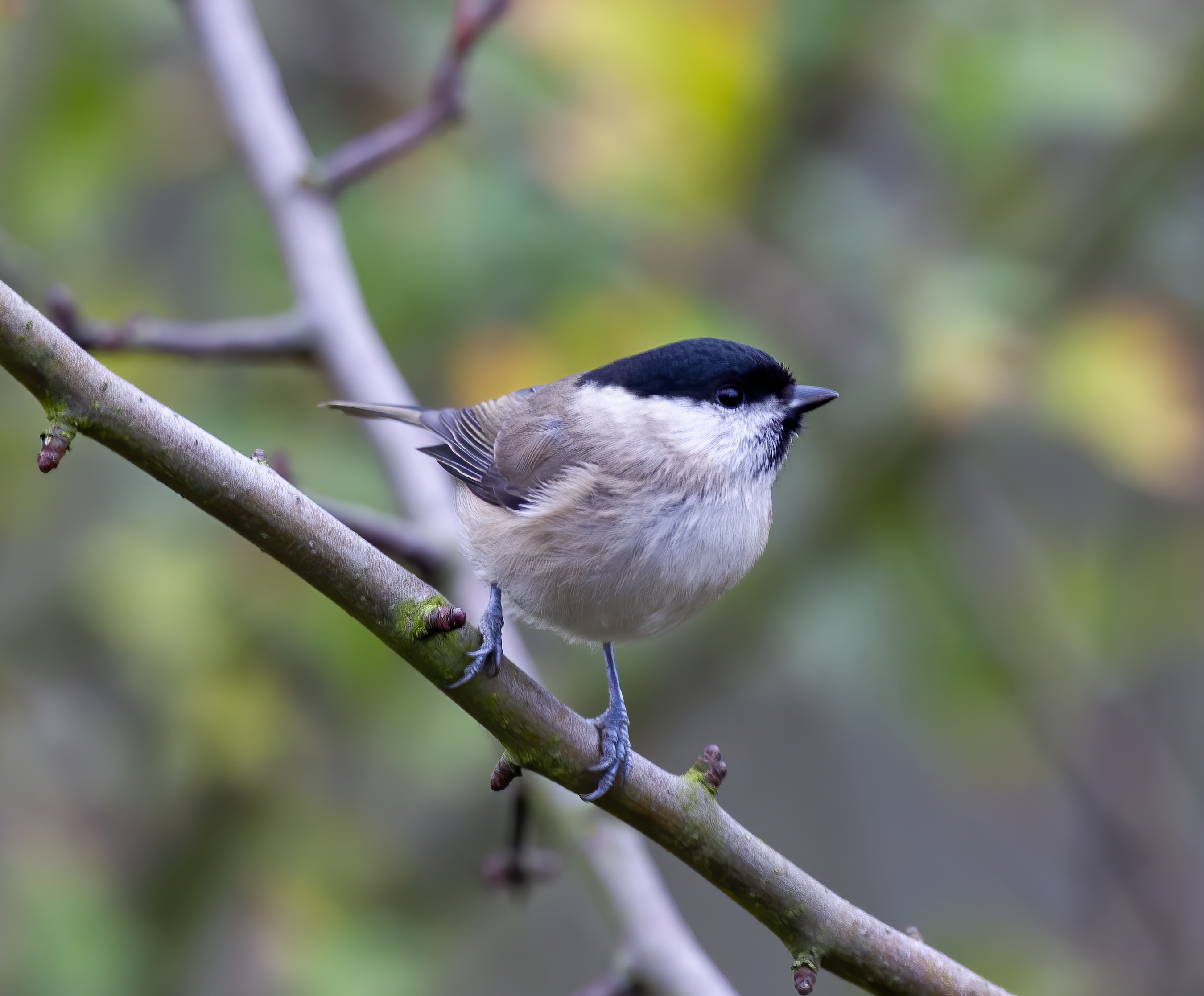 Marsh Tit 061113 Alkborough GPCatley topaz enhance